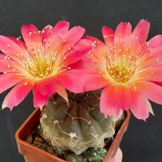 Lobivia pentlandii
