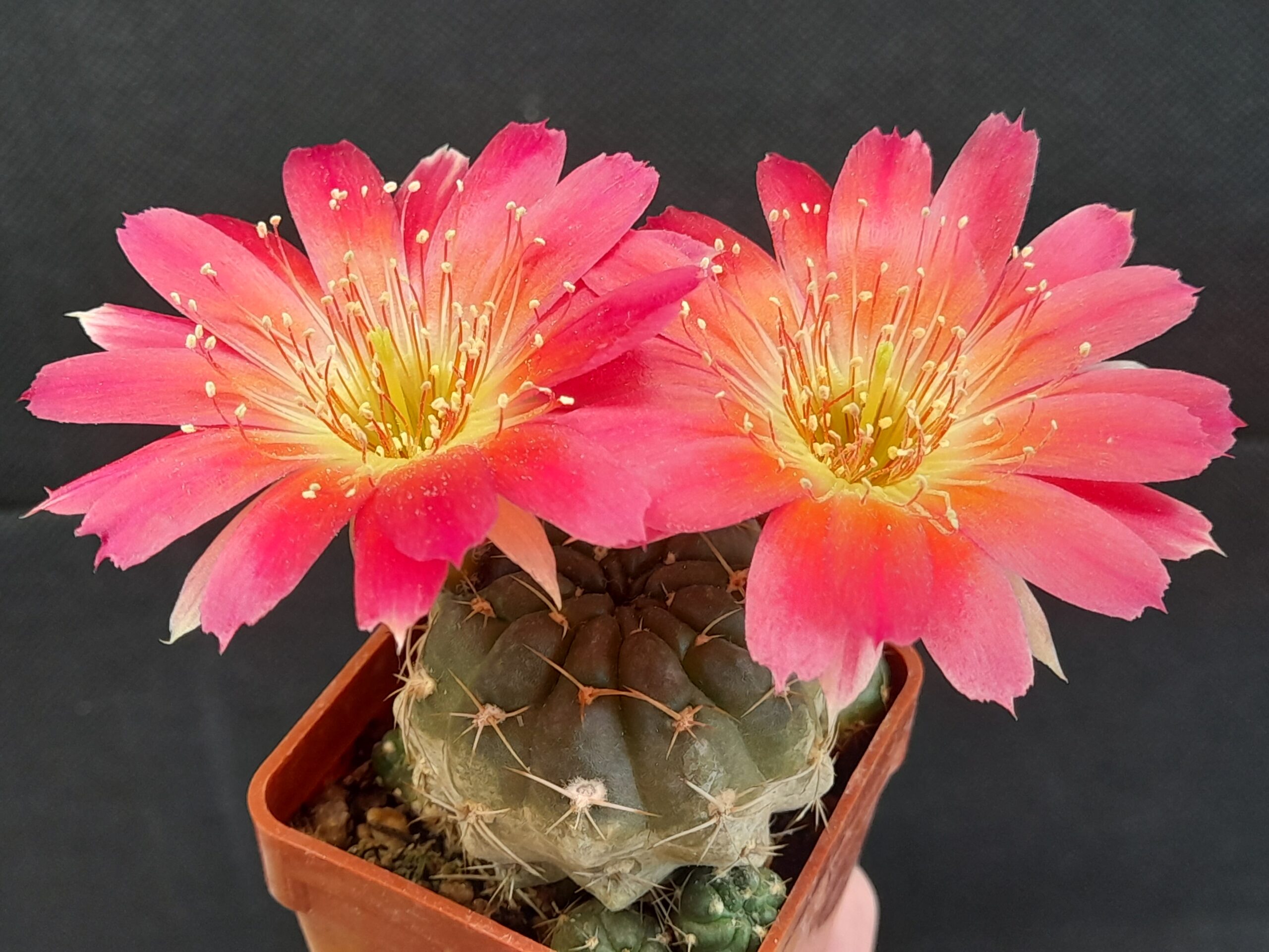Lobivia pentlandii