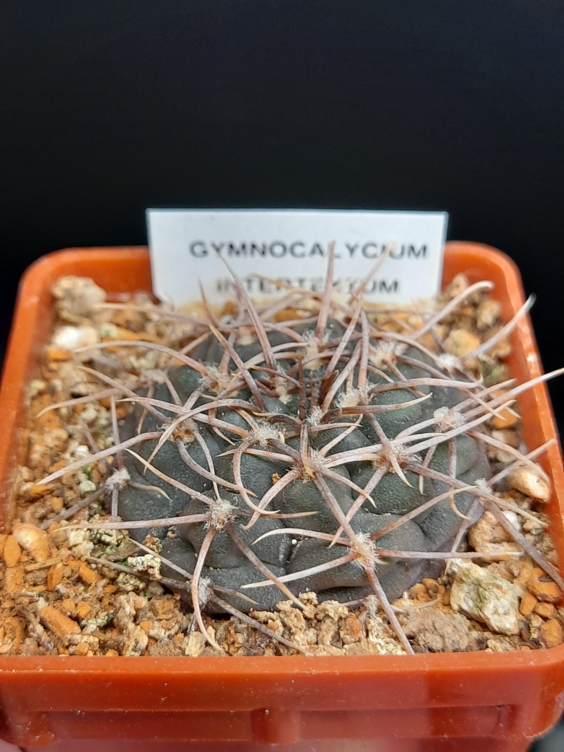 Gymnocalycium intertextum - Image 9