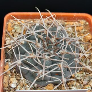 Gymnocalycium intertextum