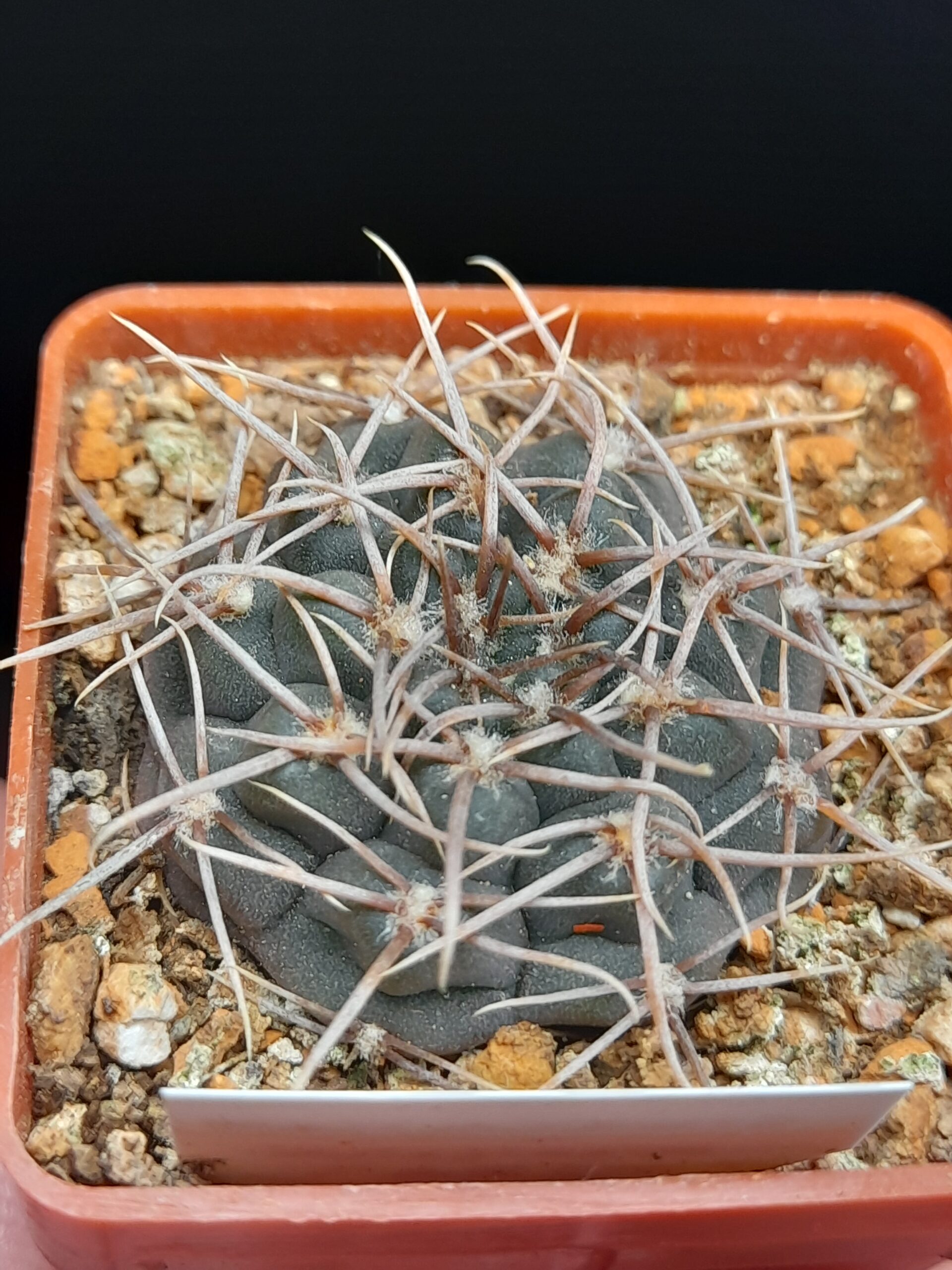 Gymnocalycium intertextum
