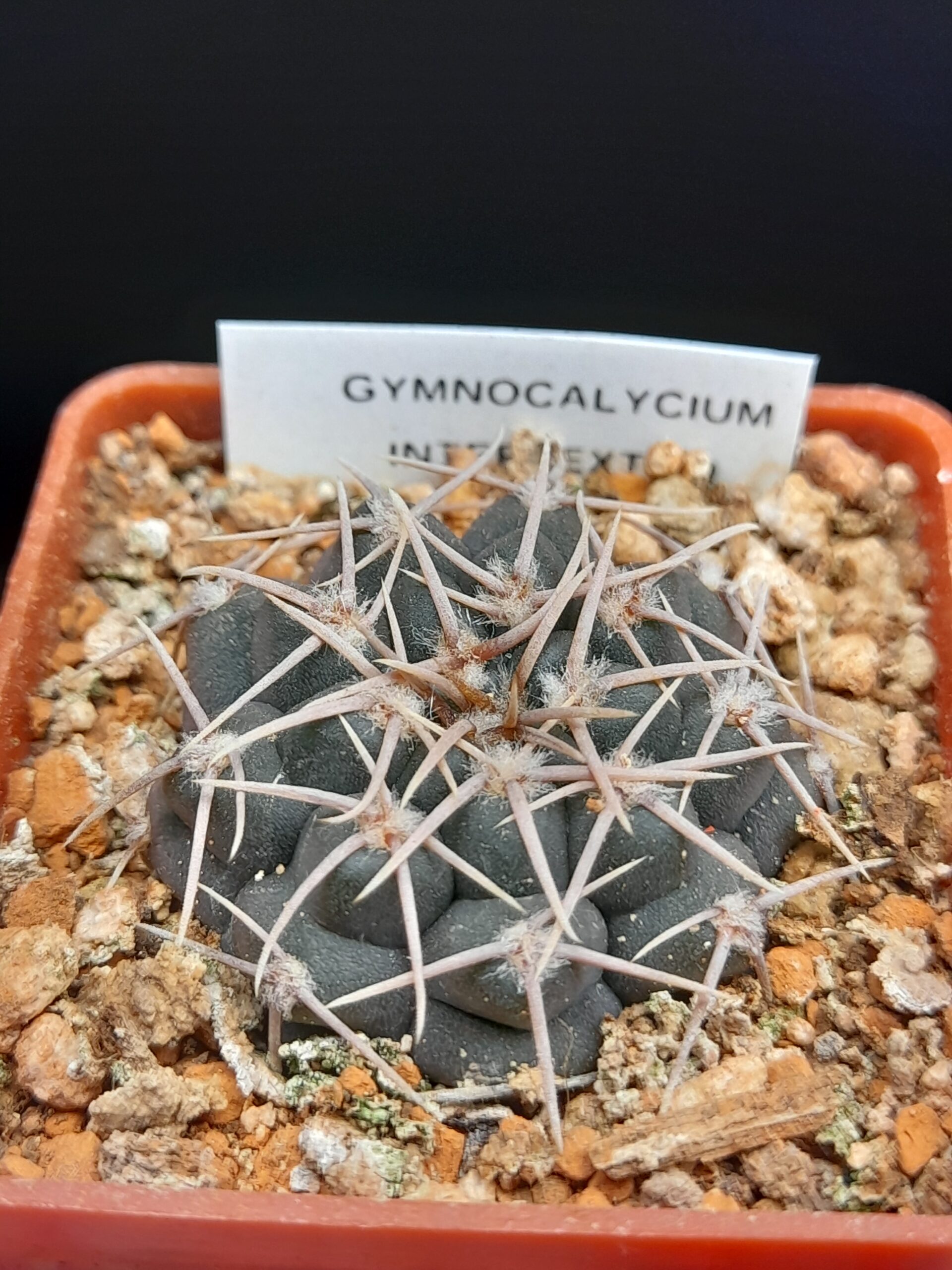 Gymnocalycium intertextum - Image 7