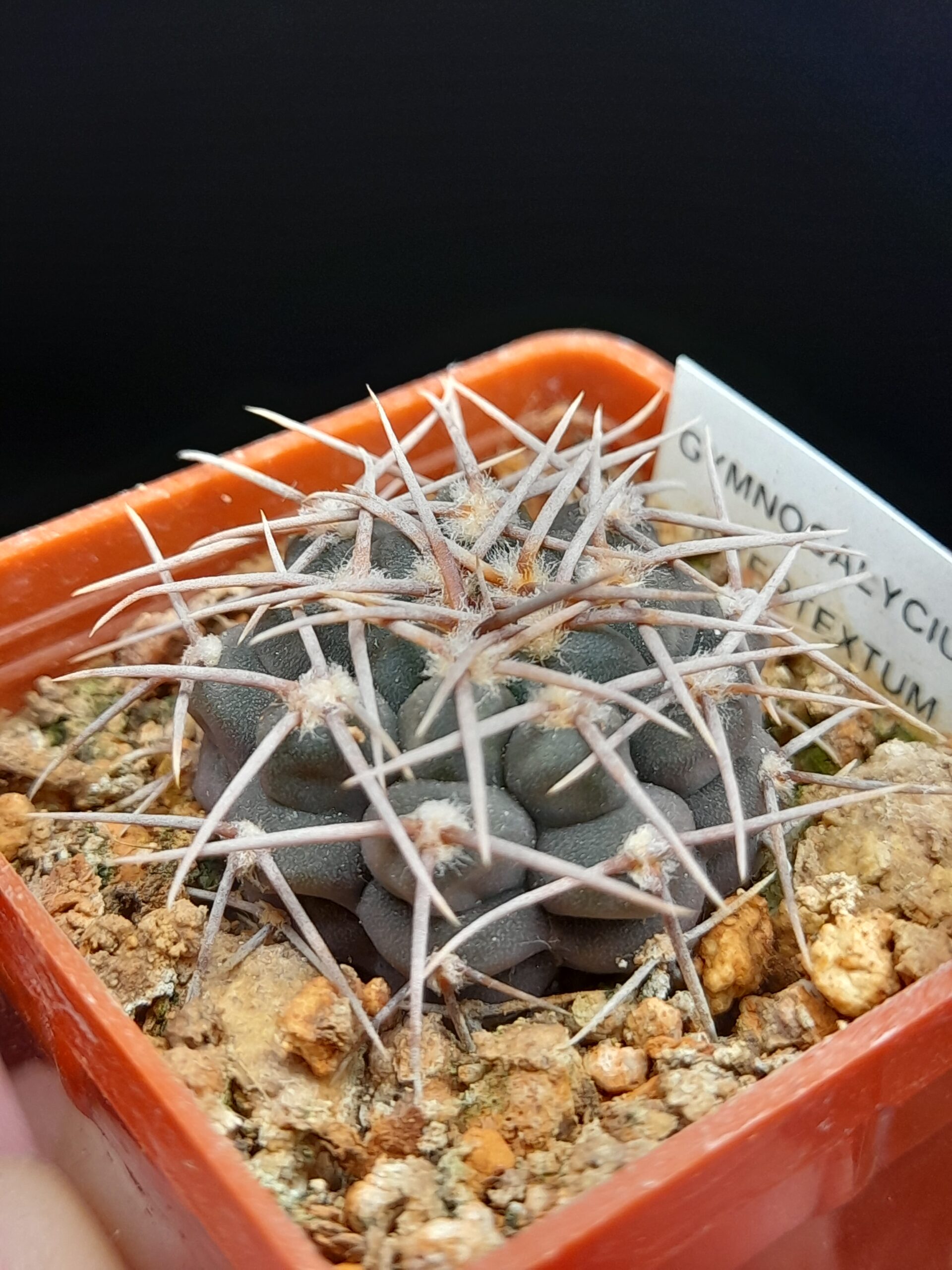 Gymnocalycium intertextum - Image 6