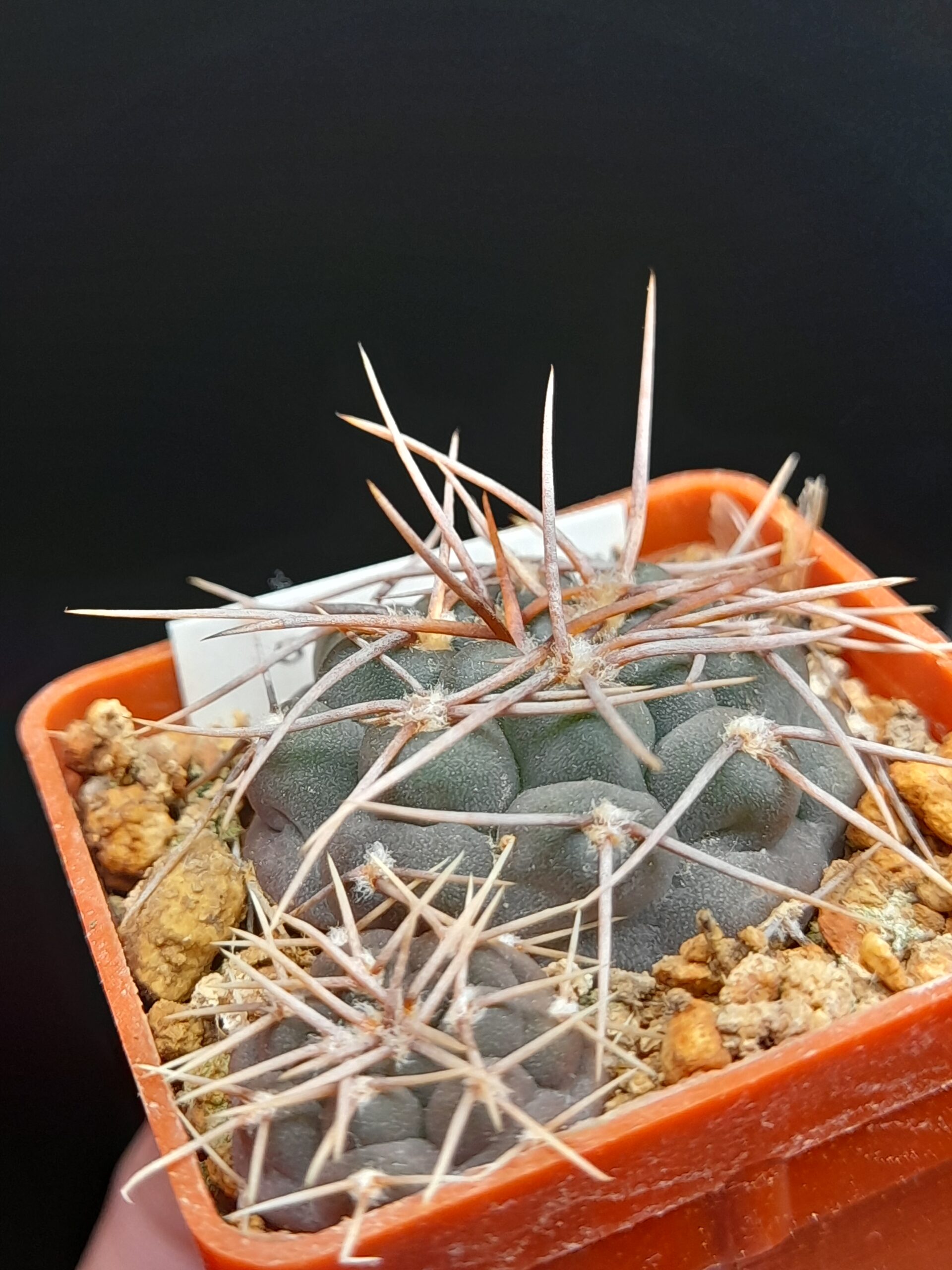 Gymnocalycium intertextum - Image 5