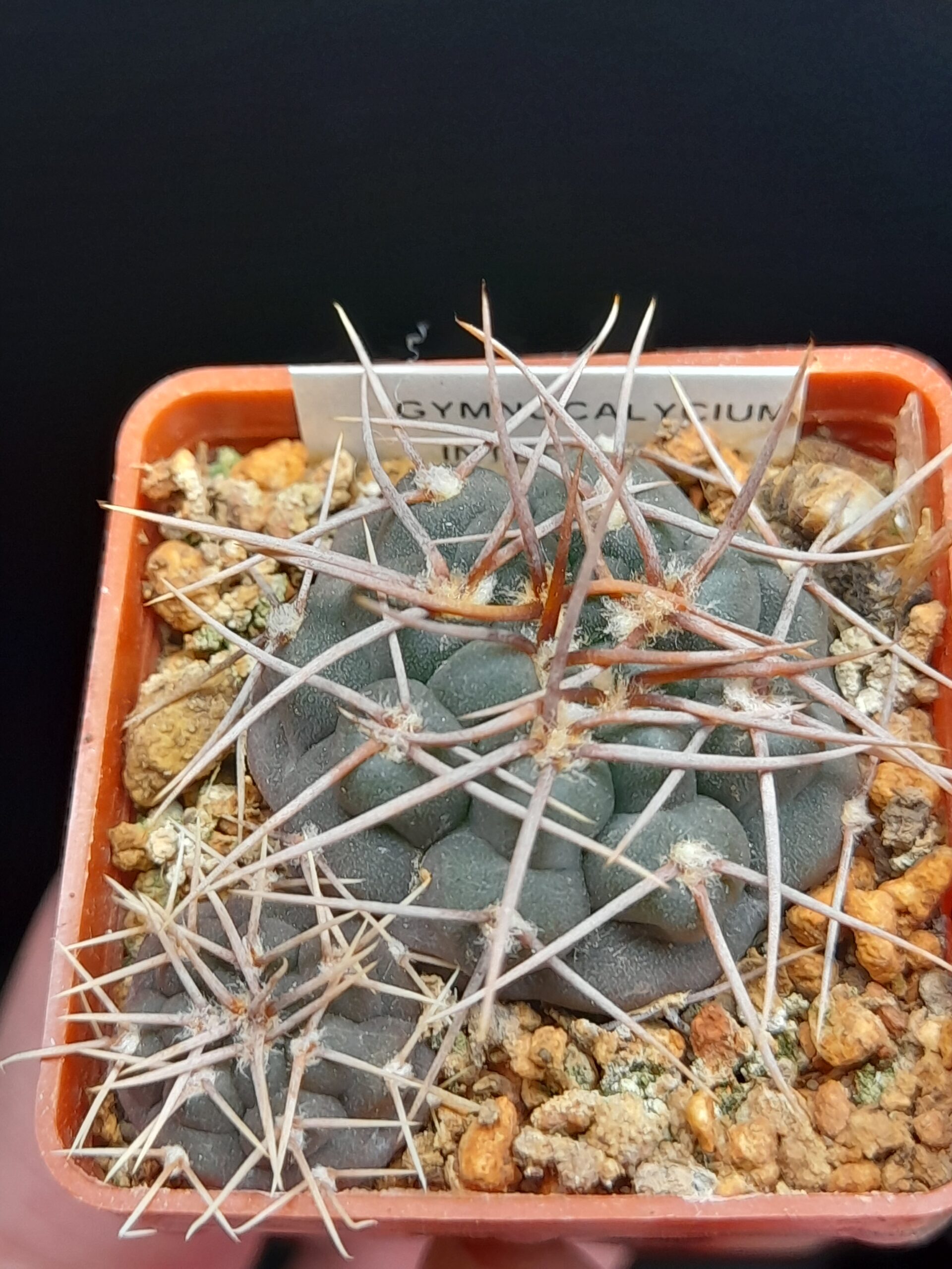 Gymnocalycium intertextum - Image 4