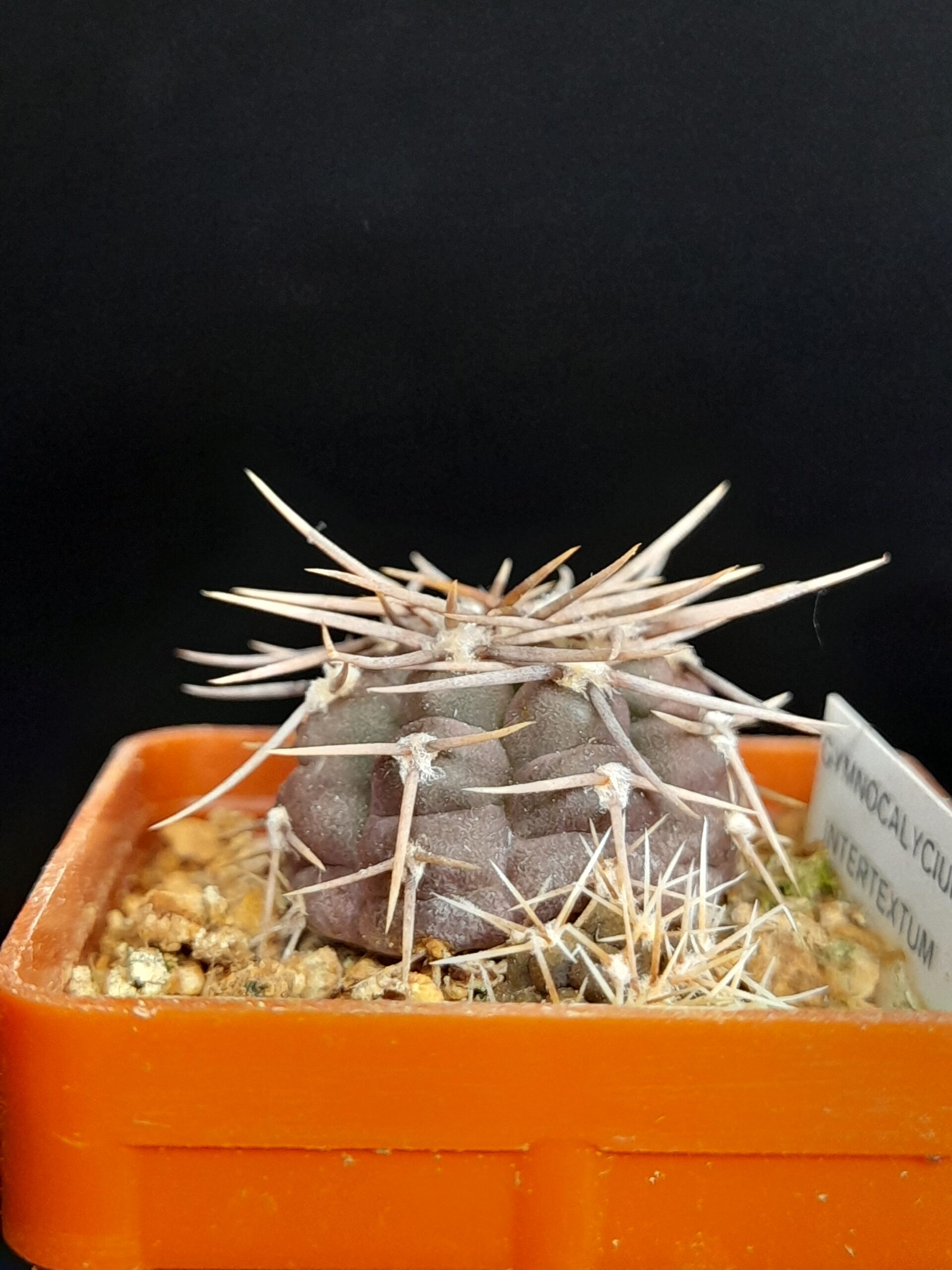 Gymnocalycium intertextum - Image 3