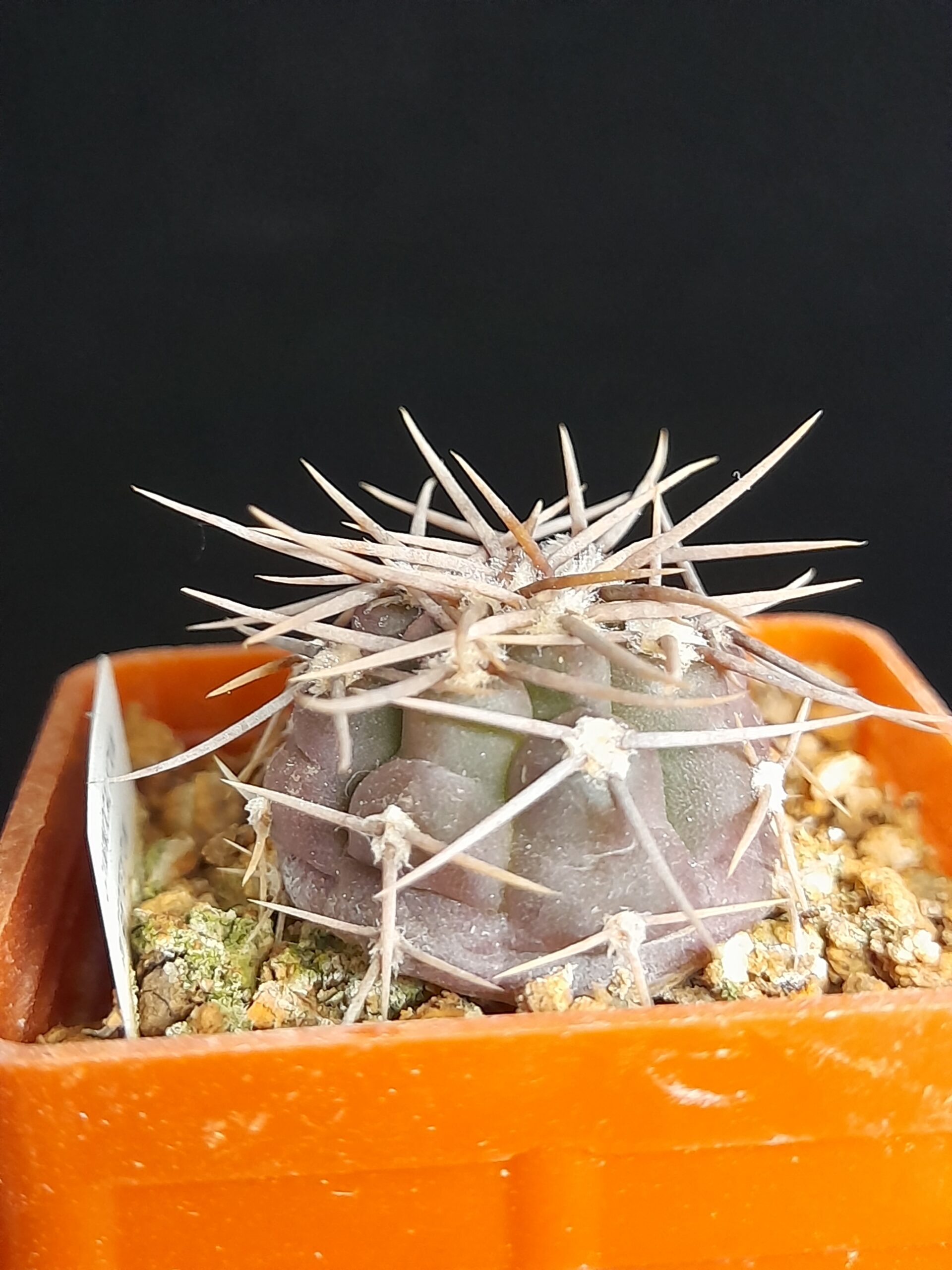 Gymnocalycium intertextum - Image 2