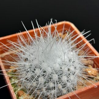 Thelocactus macdowellii