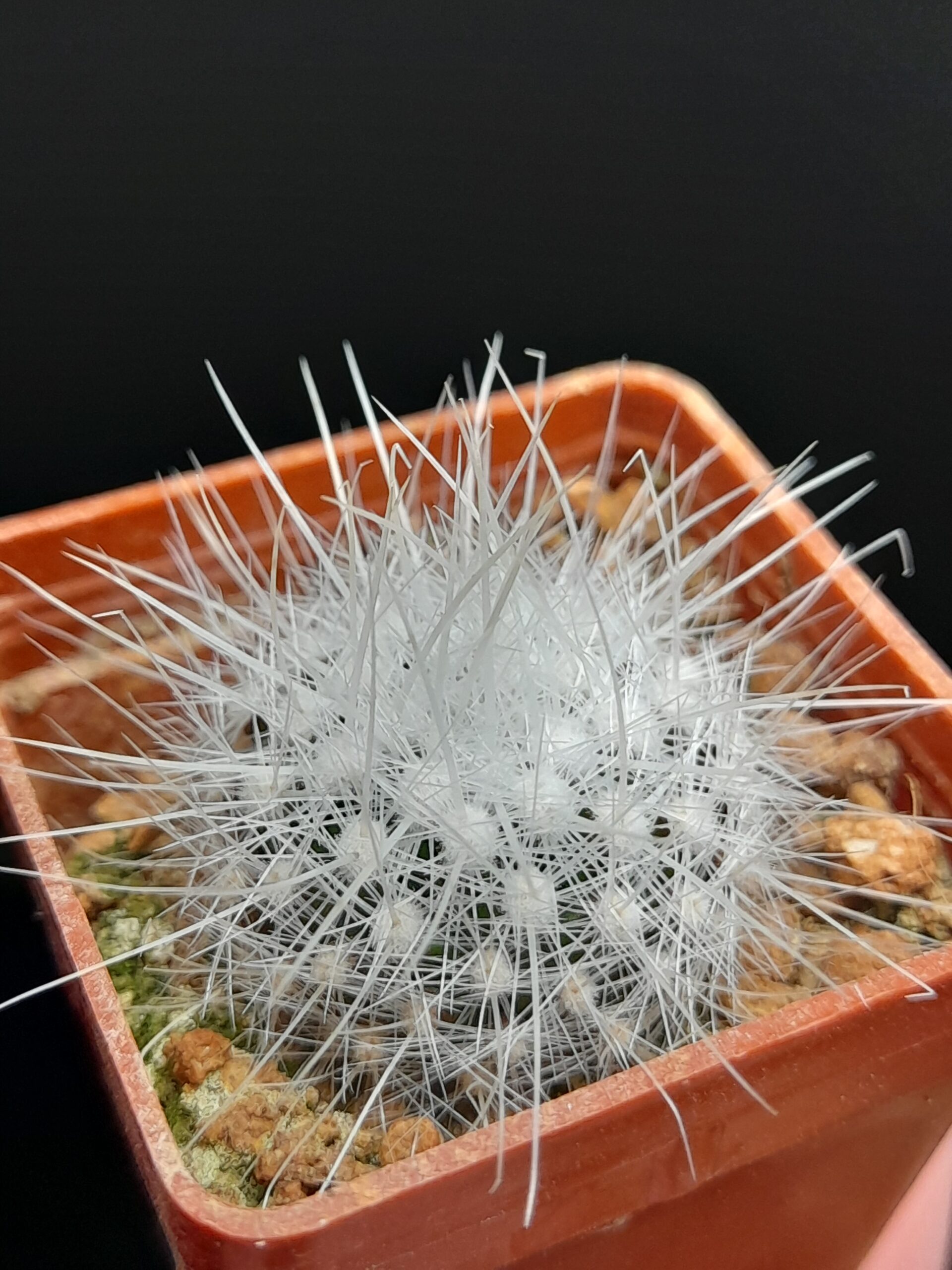 Thelocactus macdowellii