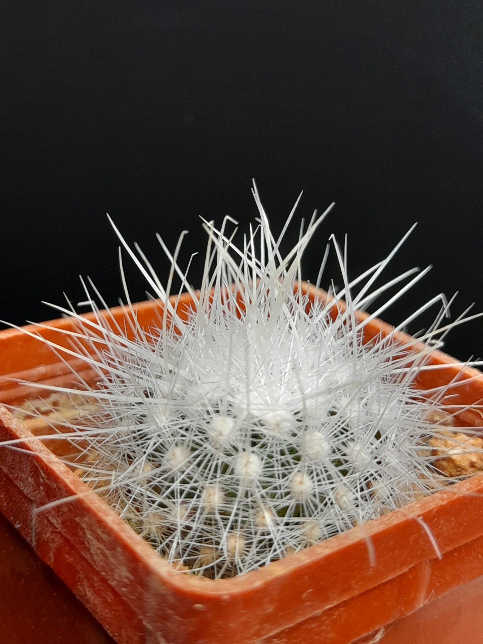 Thelocactus macdowellii - Image 4