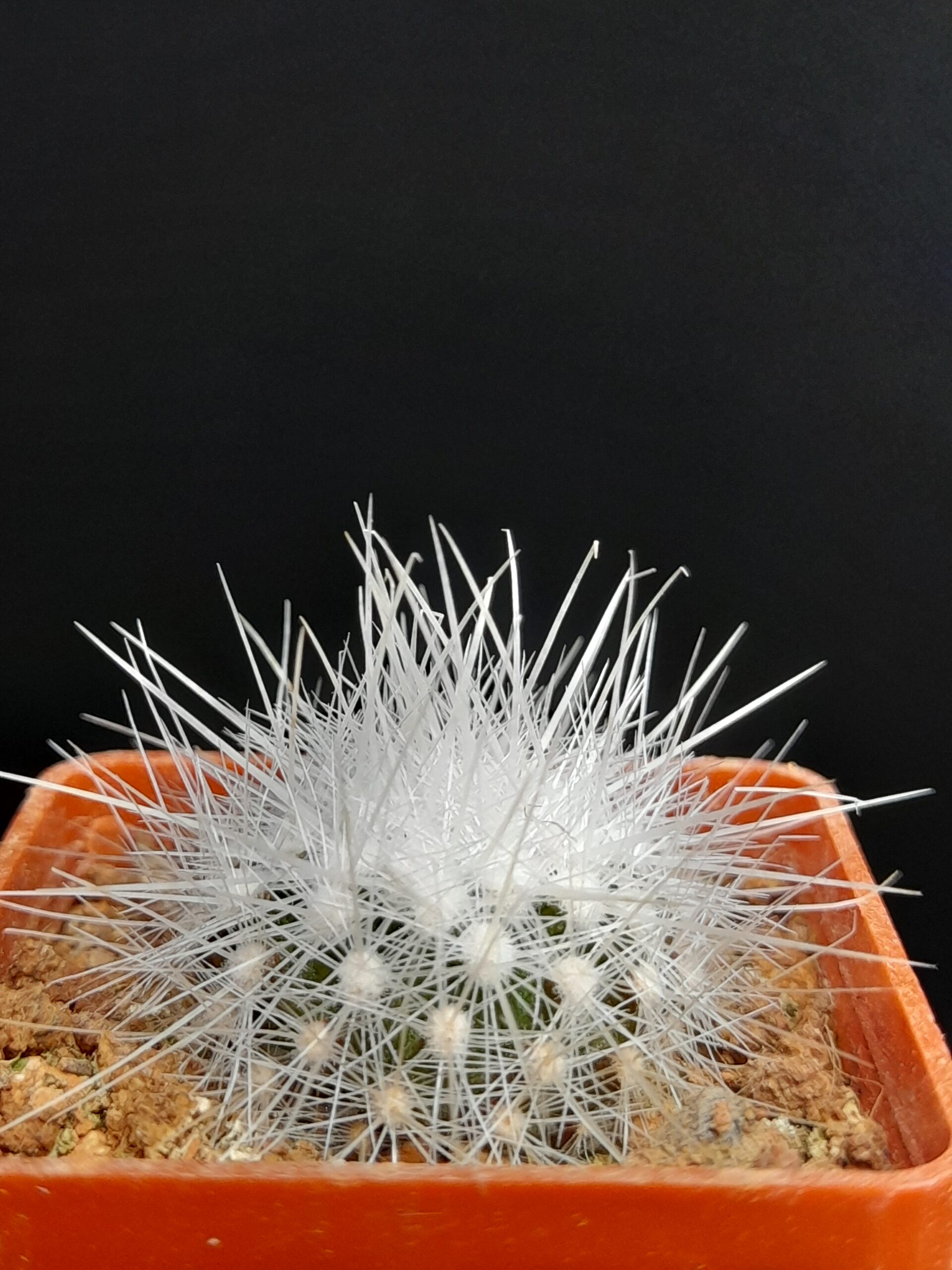 Thelocactus macdowellii - Image 2