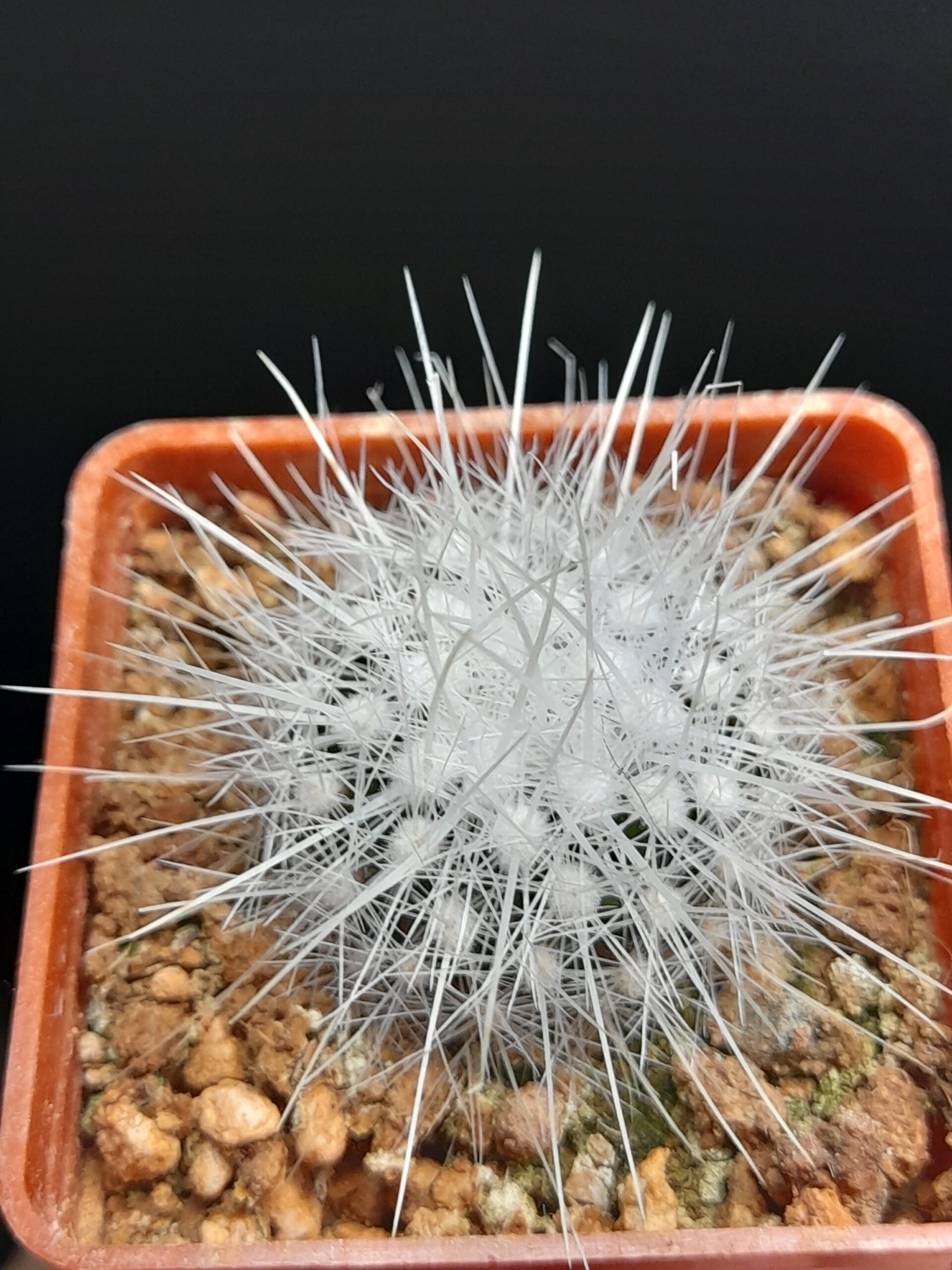 Thelocactus macdowellii - Image 3