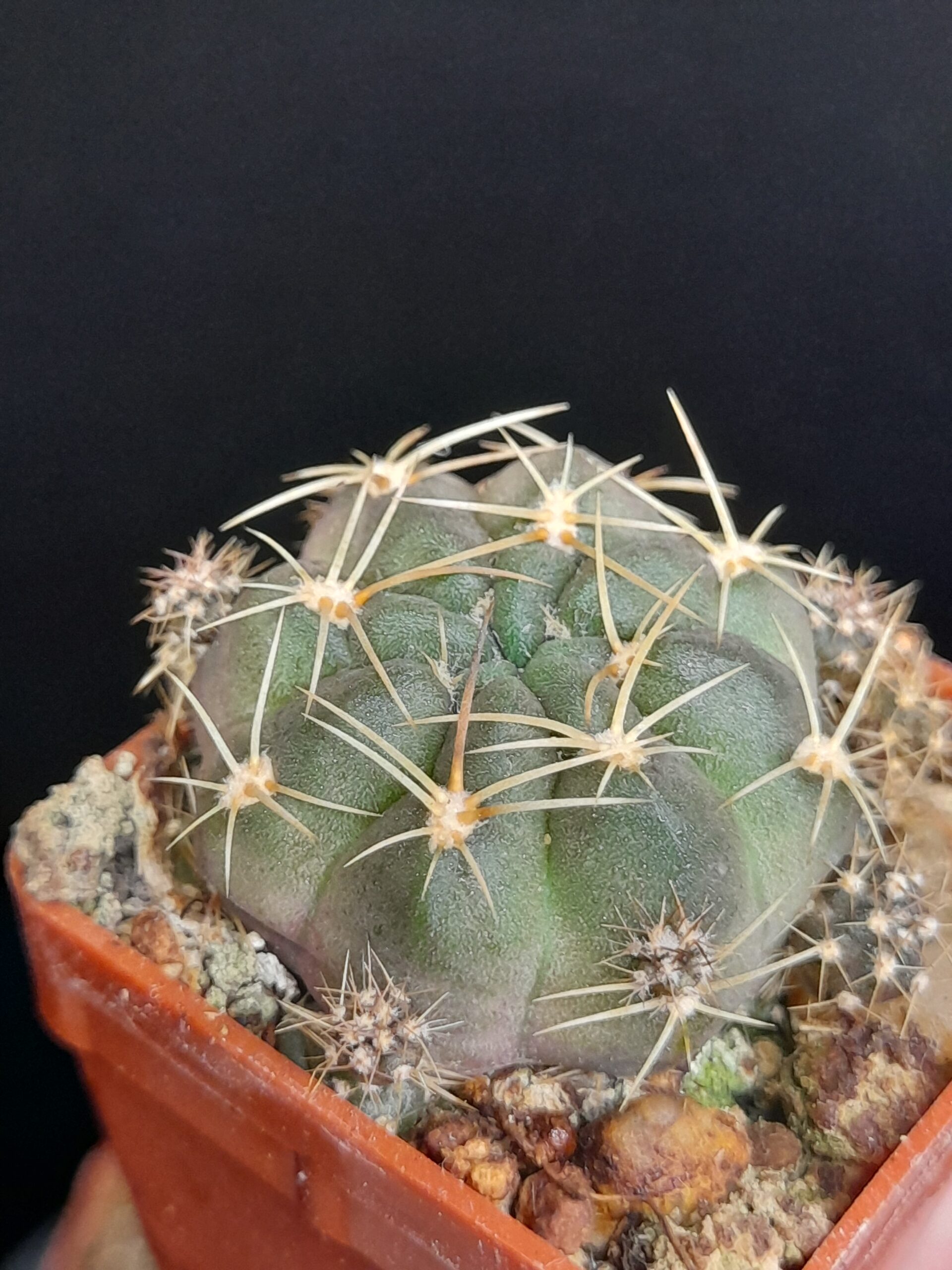 Lobivia pentlandii - Image 2