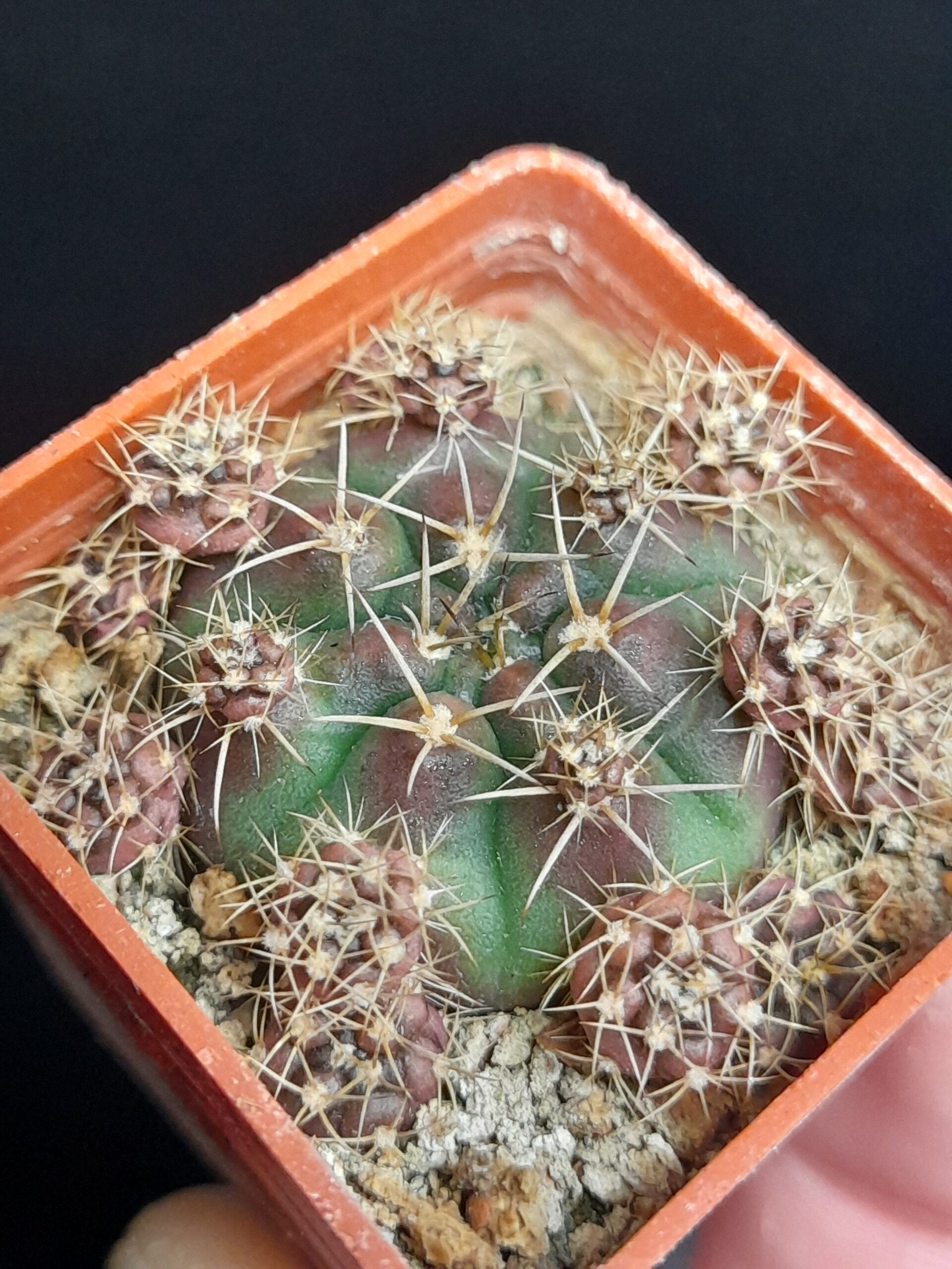 Gymnocalycium damsii var. torulosum - Image 2
