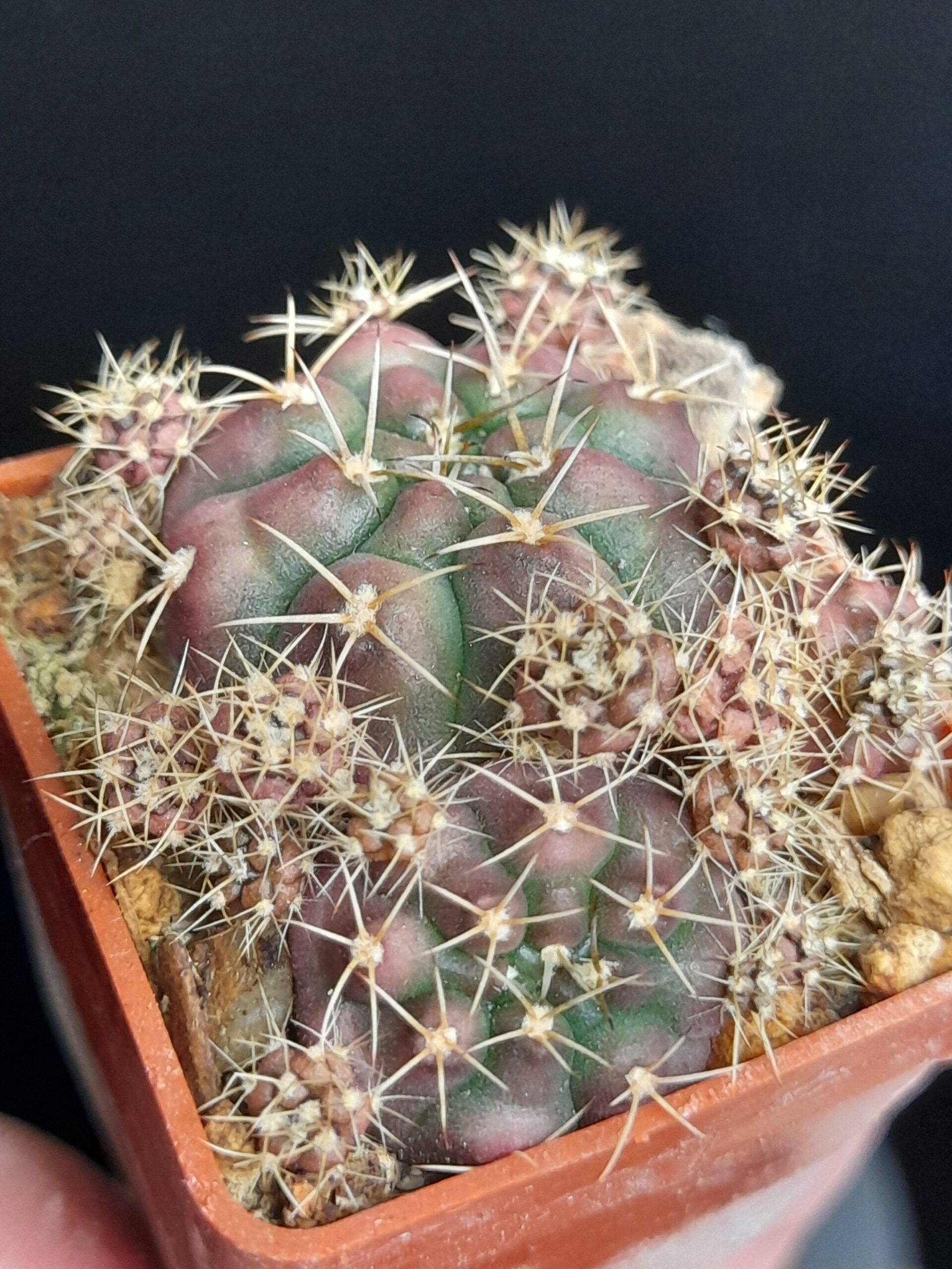 Gymnocalycium damsii var. torulosum - Image 3