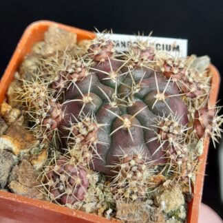 Gymnocalycium damsii var. torulosum