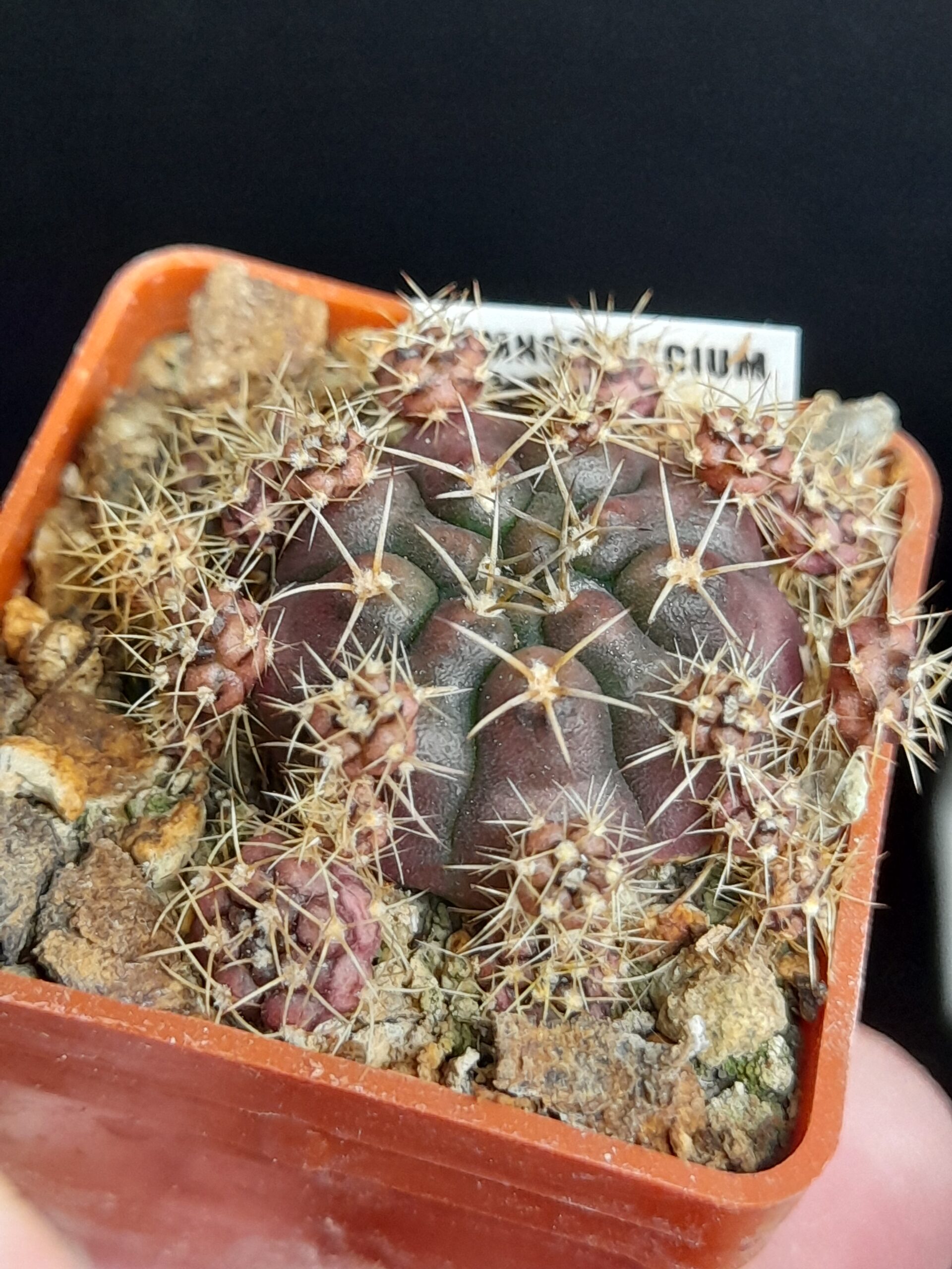 Gymnocalycium damsii var. torulosum