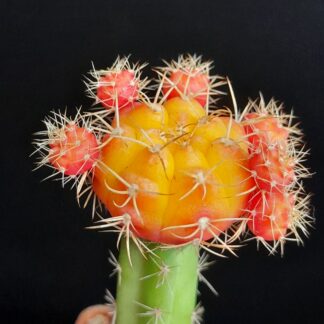 Gymnocalycium damsii var. torulosum f. variegata