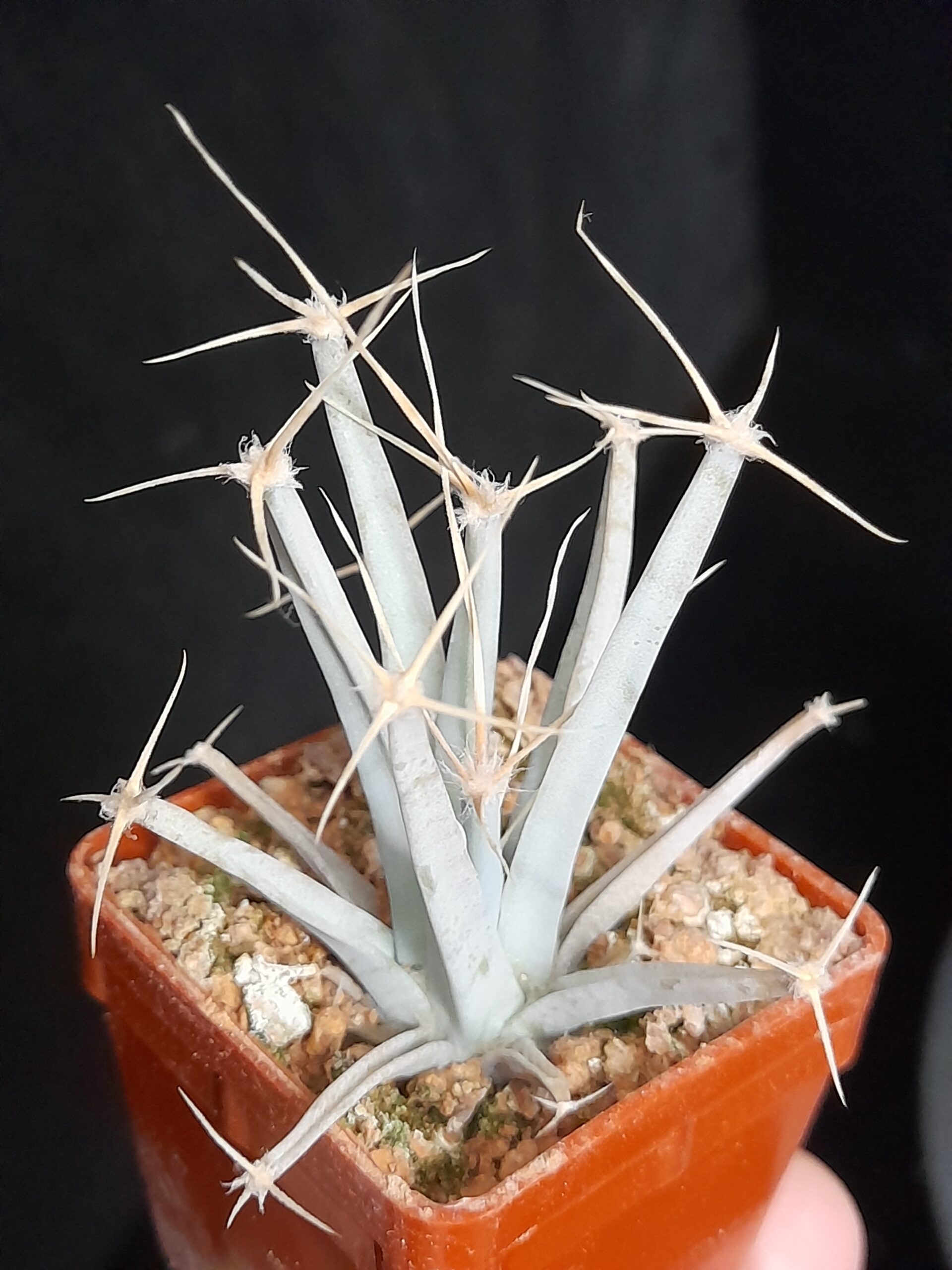 Leuchtenbergia principis - Image 3