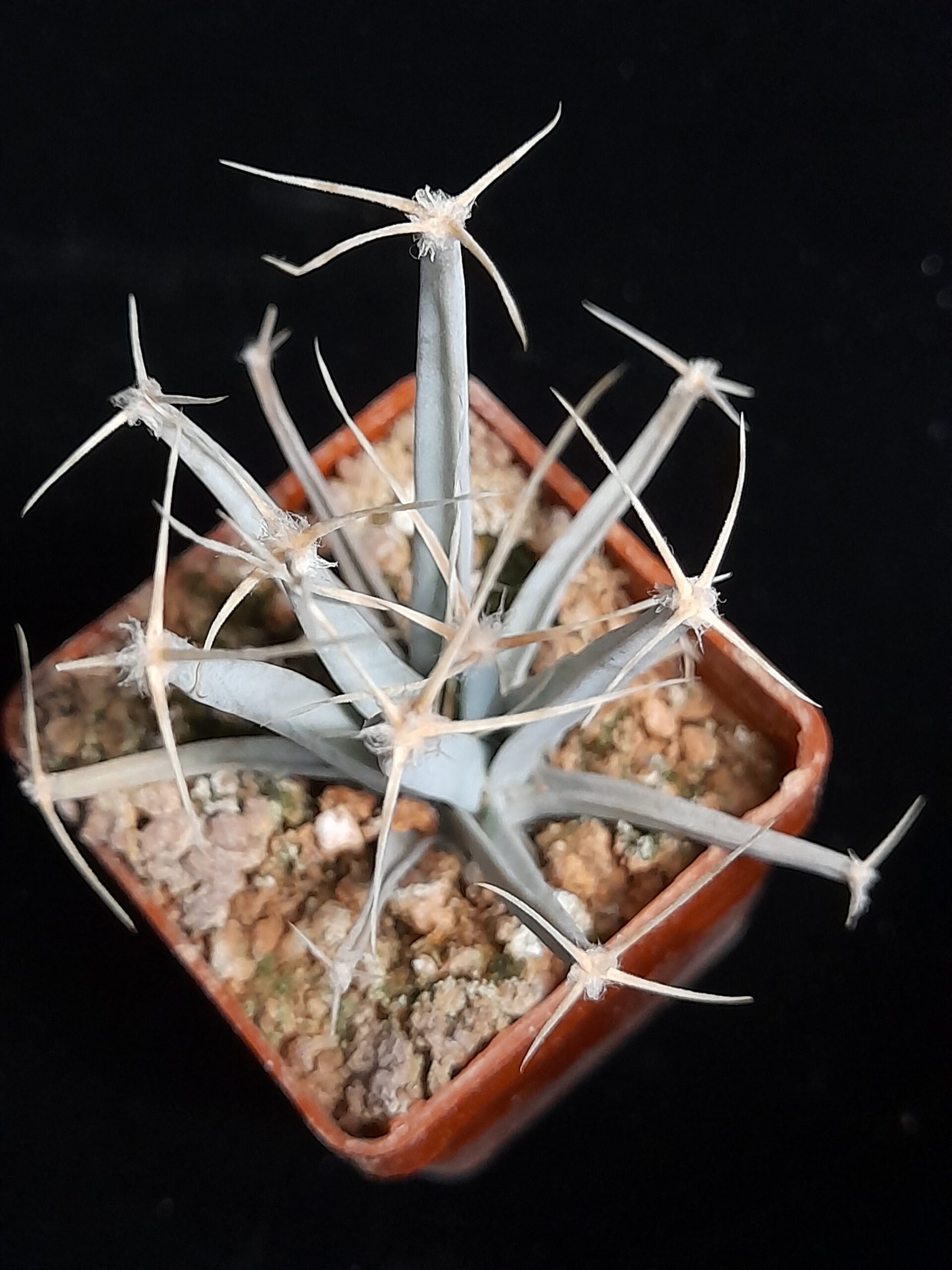Leuchtenbergia principis - Image 4