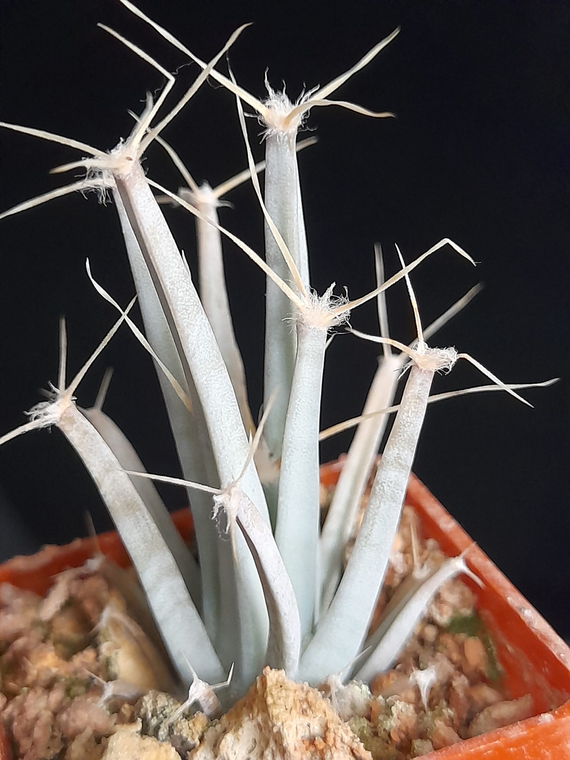 Leuchtenbergia principis - Image 5