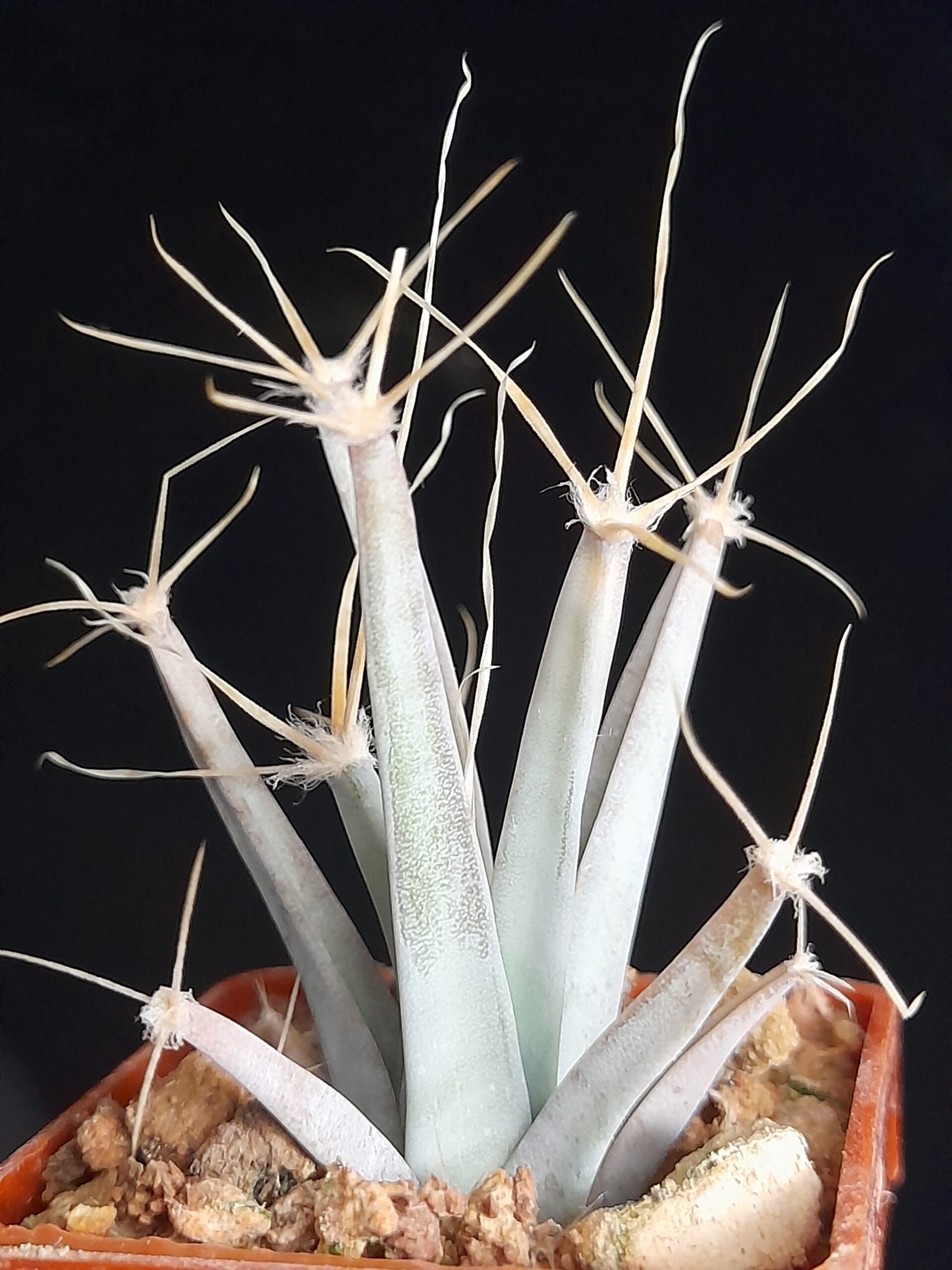 Leuchtenbergia principis - Image 6