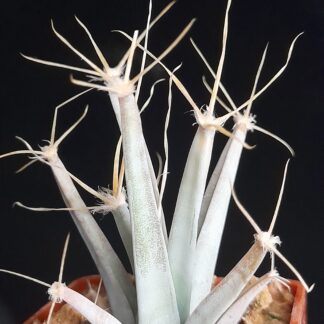 Leuchtenbergia principis