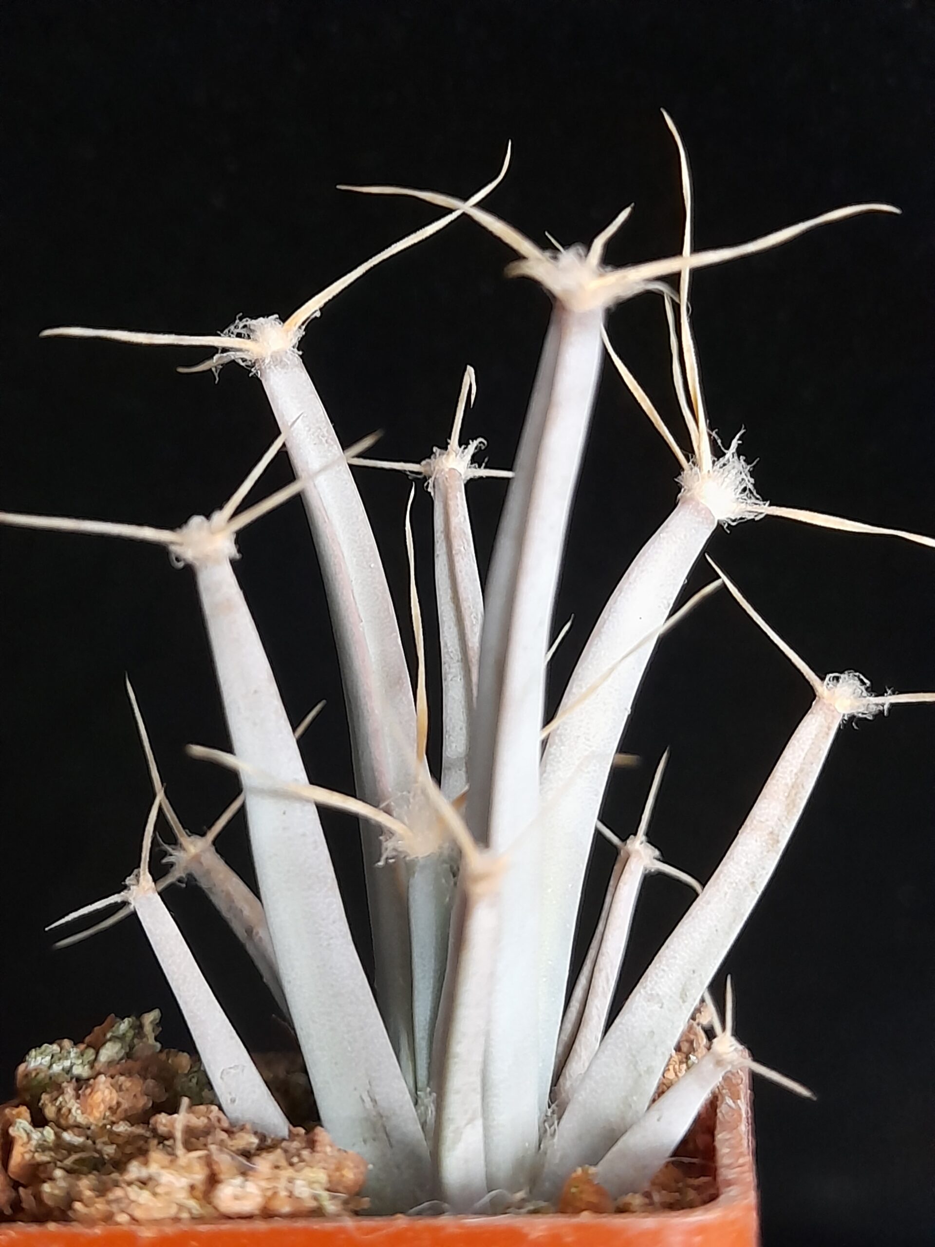 Leuchtenbergia principis - Image 7