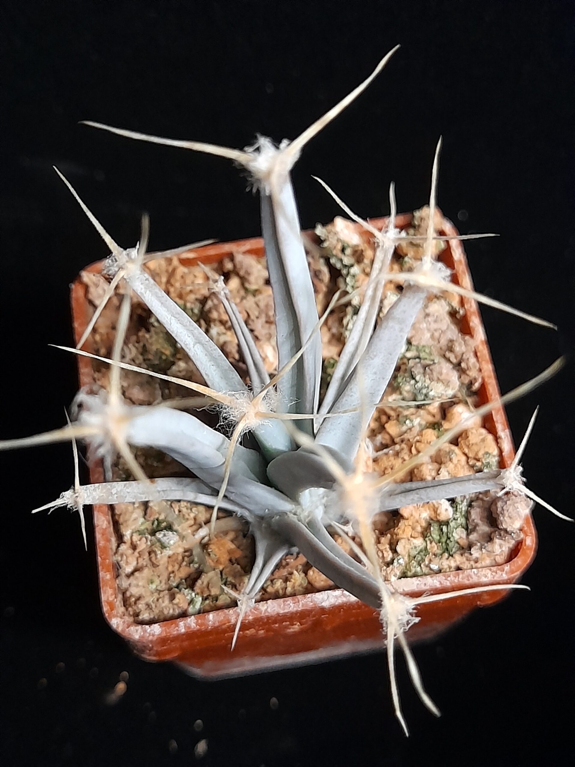 Leuchtenbergia principis - Image 9