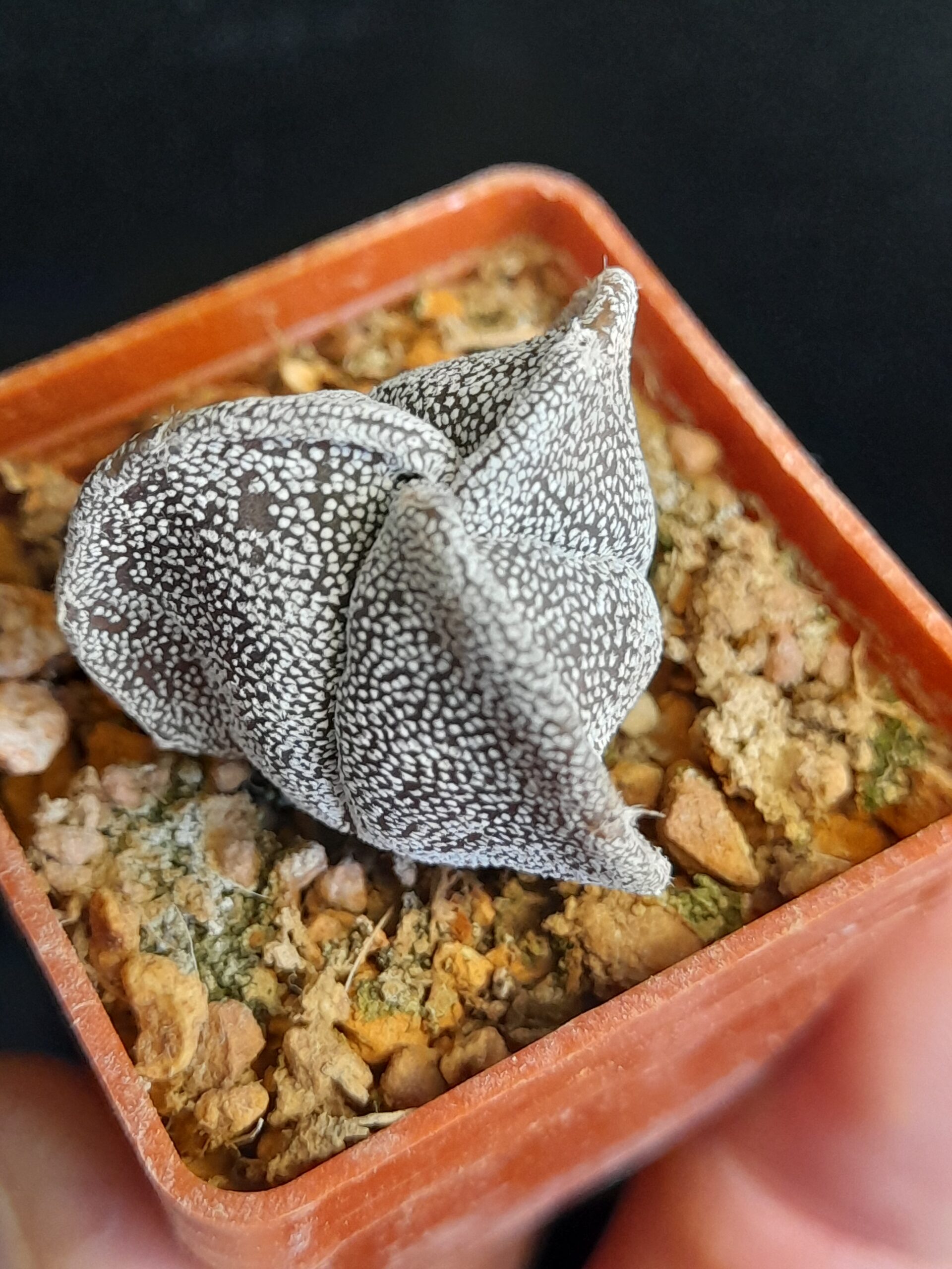 Astrophytum myriostigma f. tricostatum - Image 2