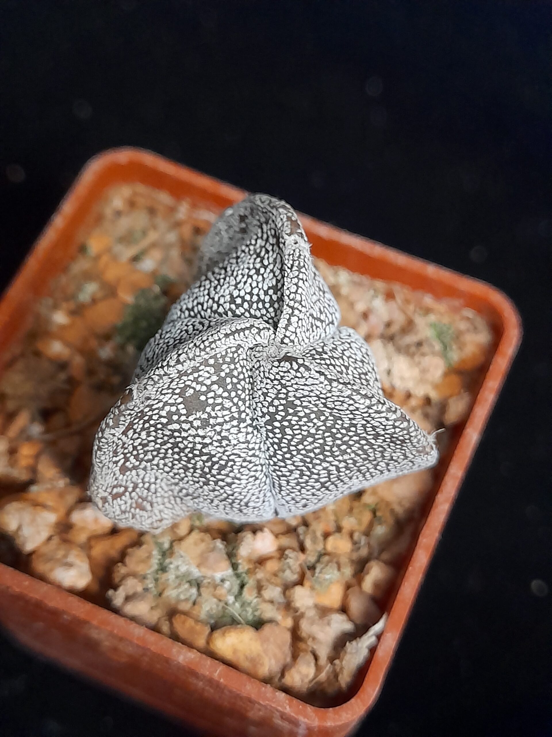 Astrophytum myriostigma f. tricostatum - Image 3
