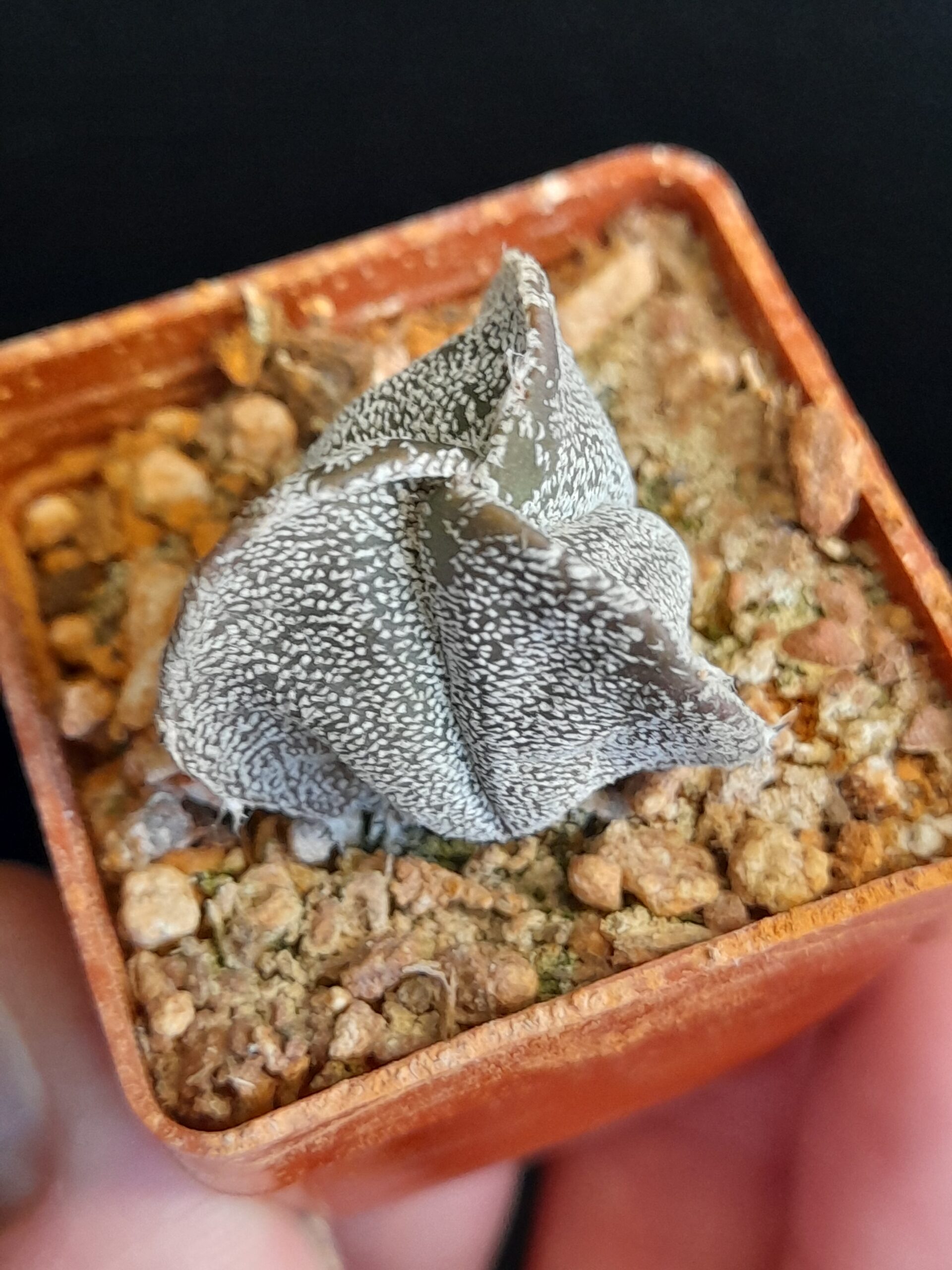 Astrophytum myriostigma f. tricostatum - Image 4