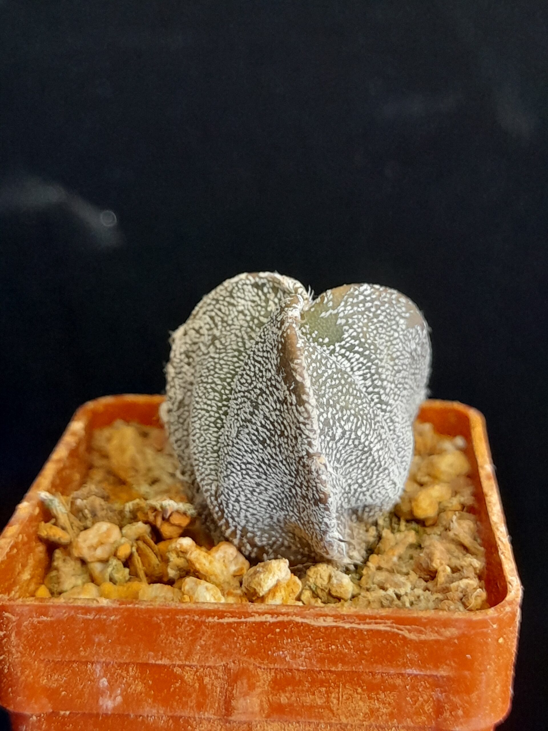 Astrophytum myriostigma f. tricostatum - Image 5