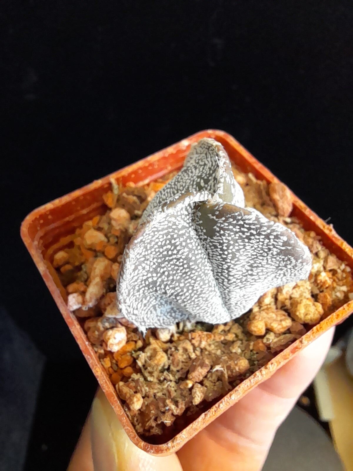 Astrophytum myriostigma f. tricostatum - Image 6