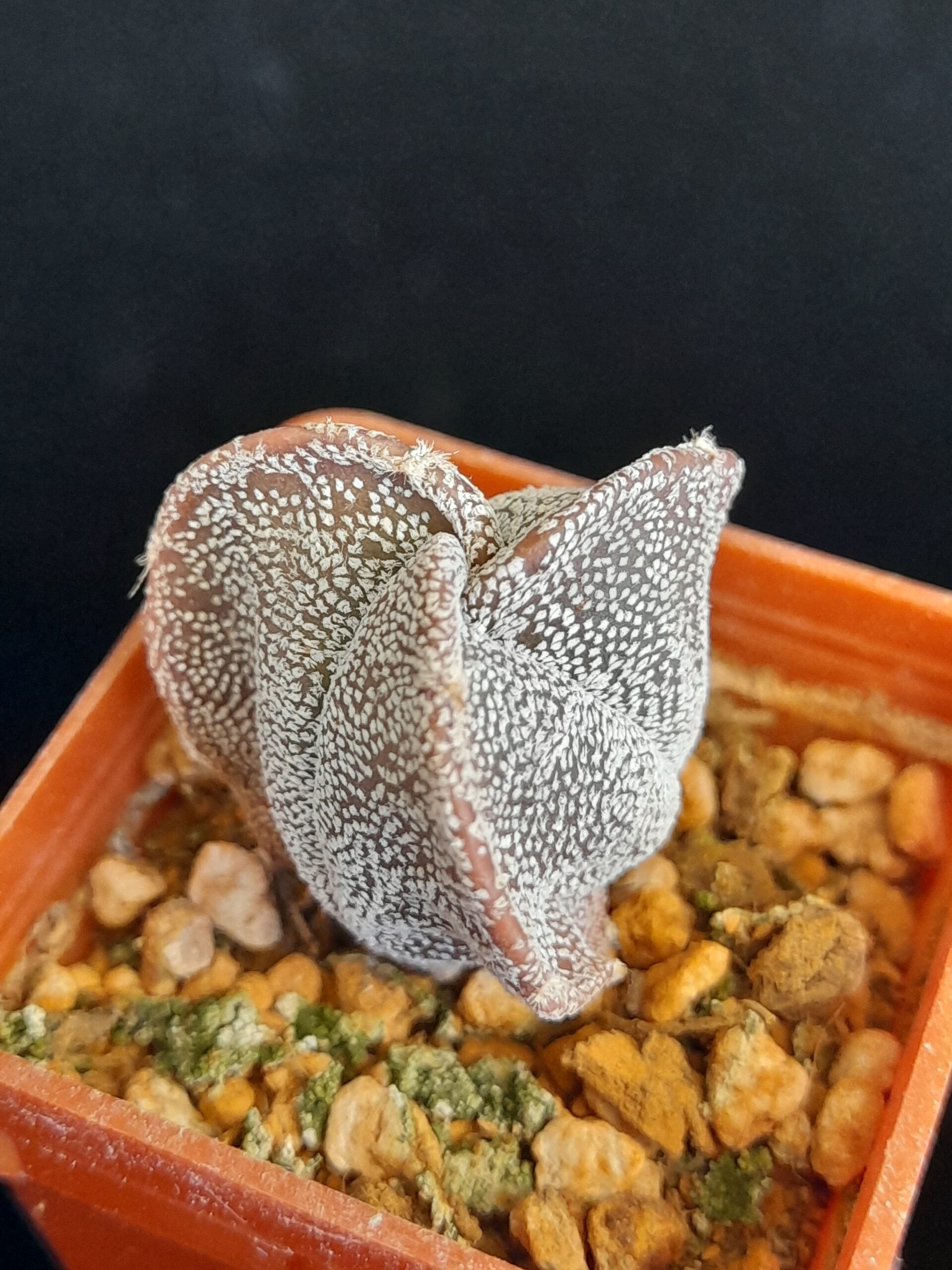 Astrophytum myriostigma f. tricostatum - Image 7