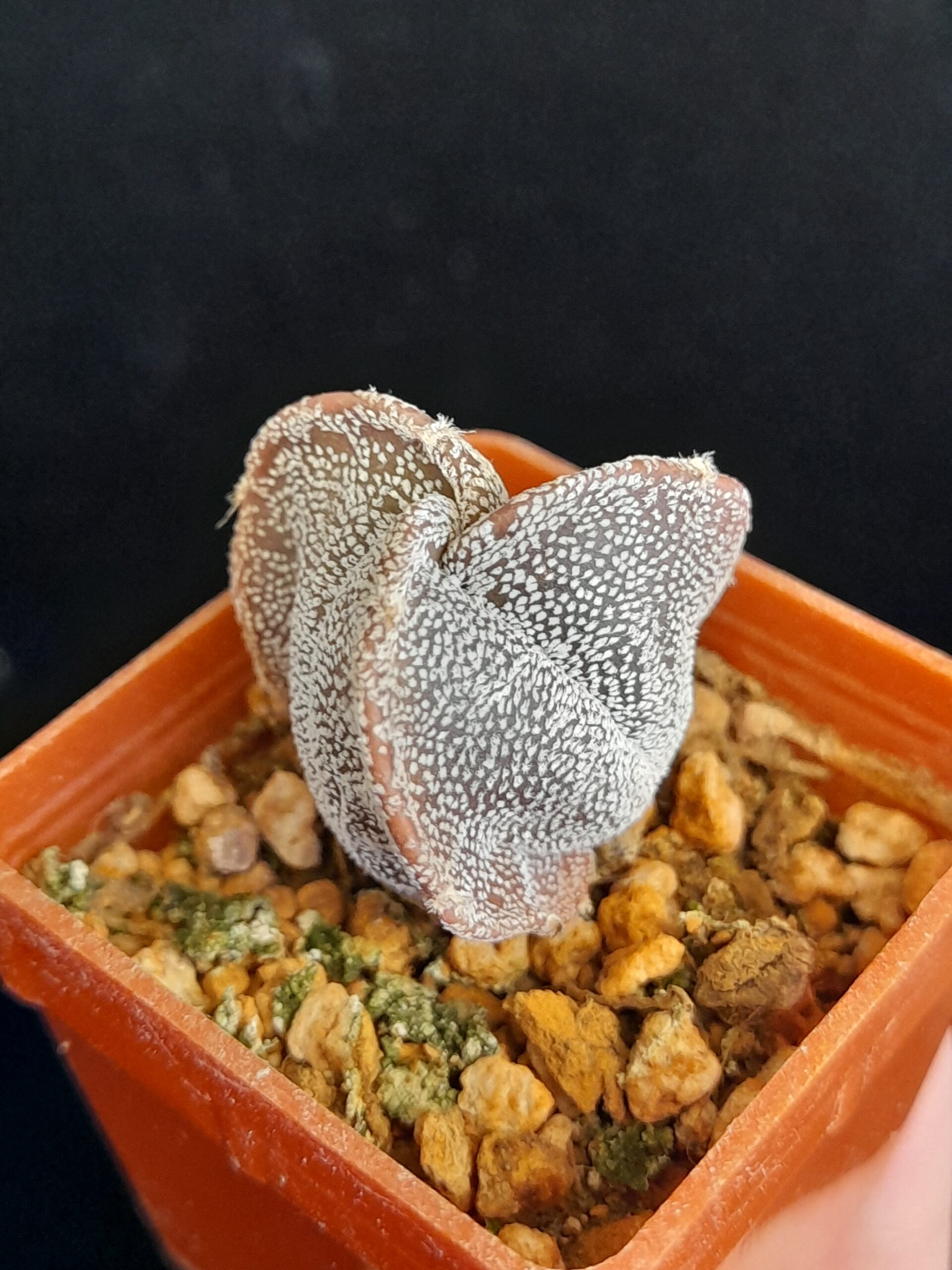 Astrophytum myriostigma f. tricostatum - Image 8