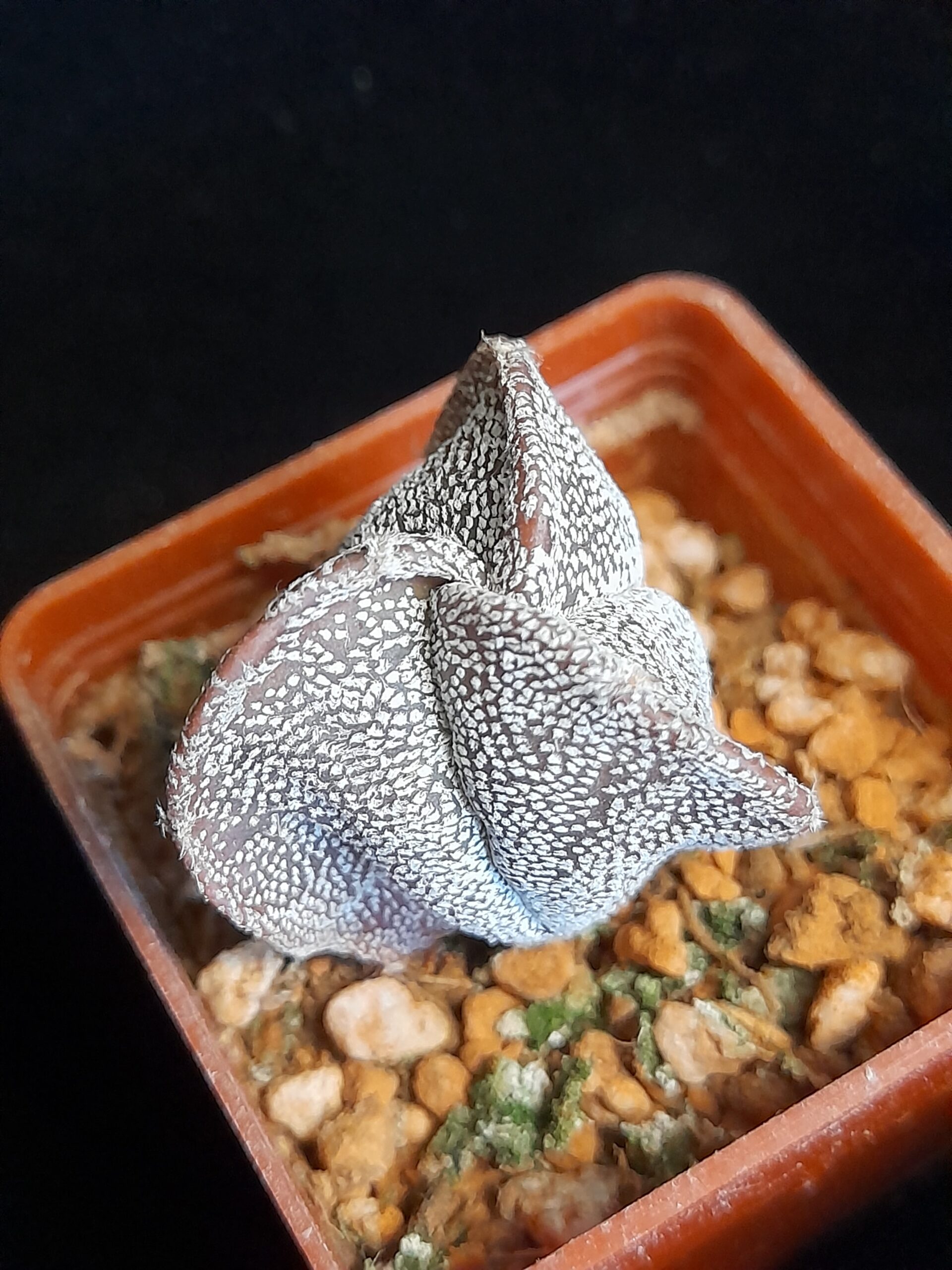 Astrophytum myriostigma f. tricostatum - Image 9