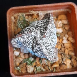 Astrophytum myriostigma f. tricostatum