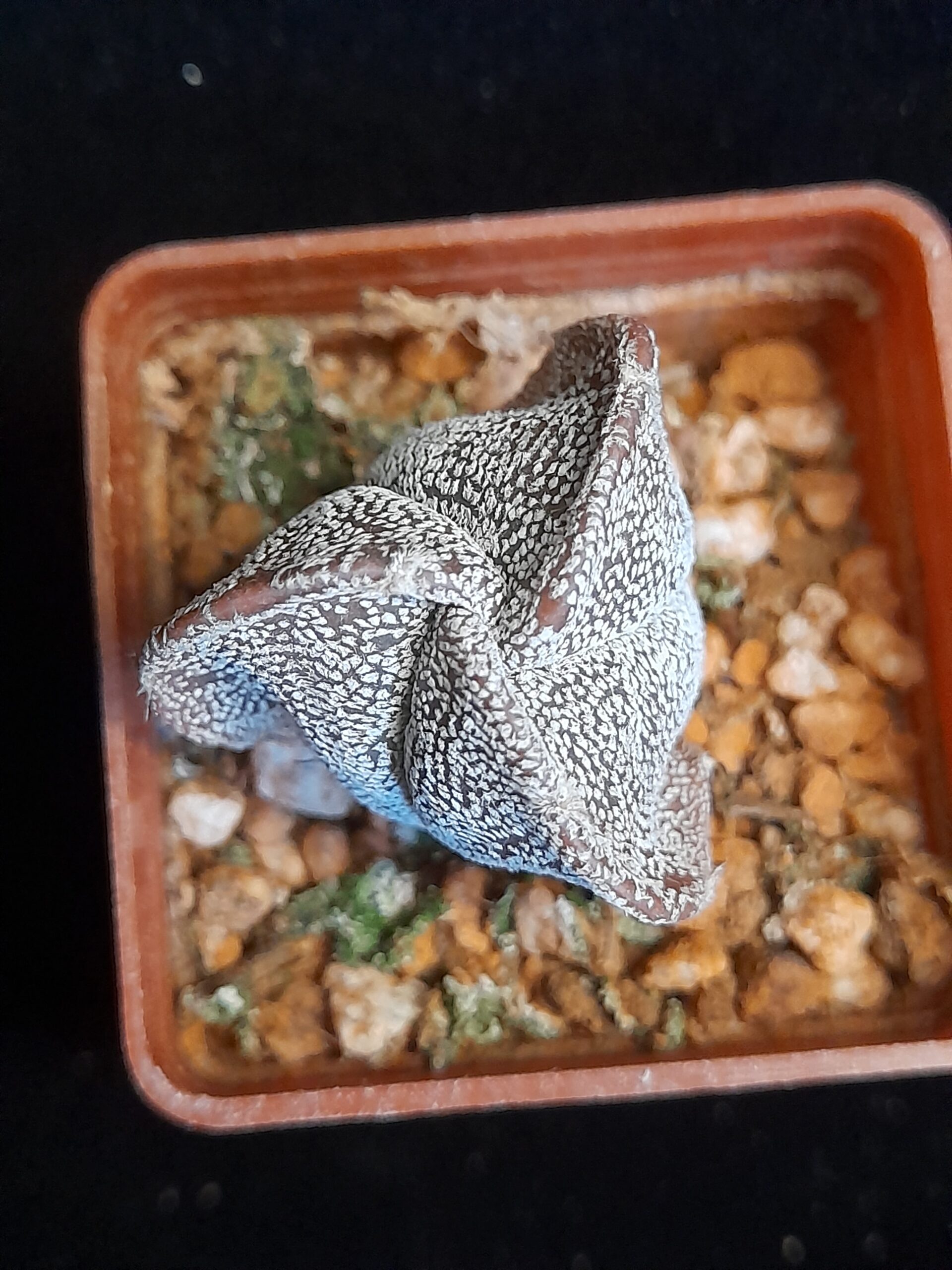 Astrophytum myriostigma f. tricostatum