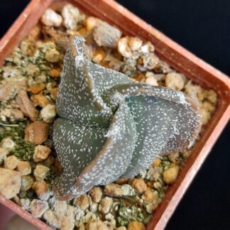 Astrophytum myriostigma seminudum f. tricostatum
