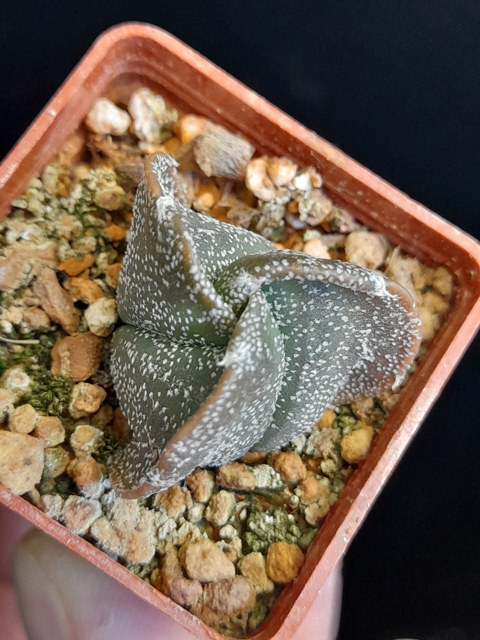 Astrophytum myriostigma seminudum f. tricostatum