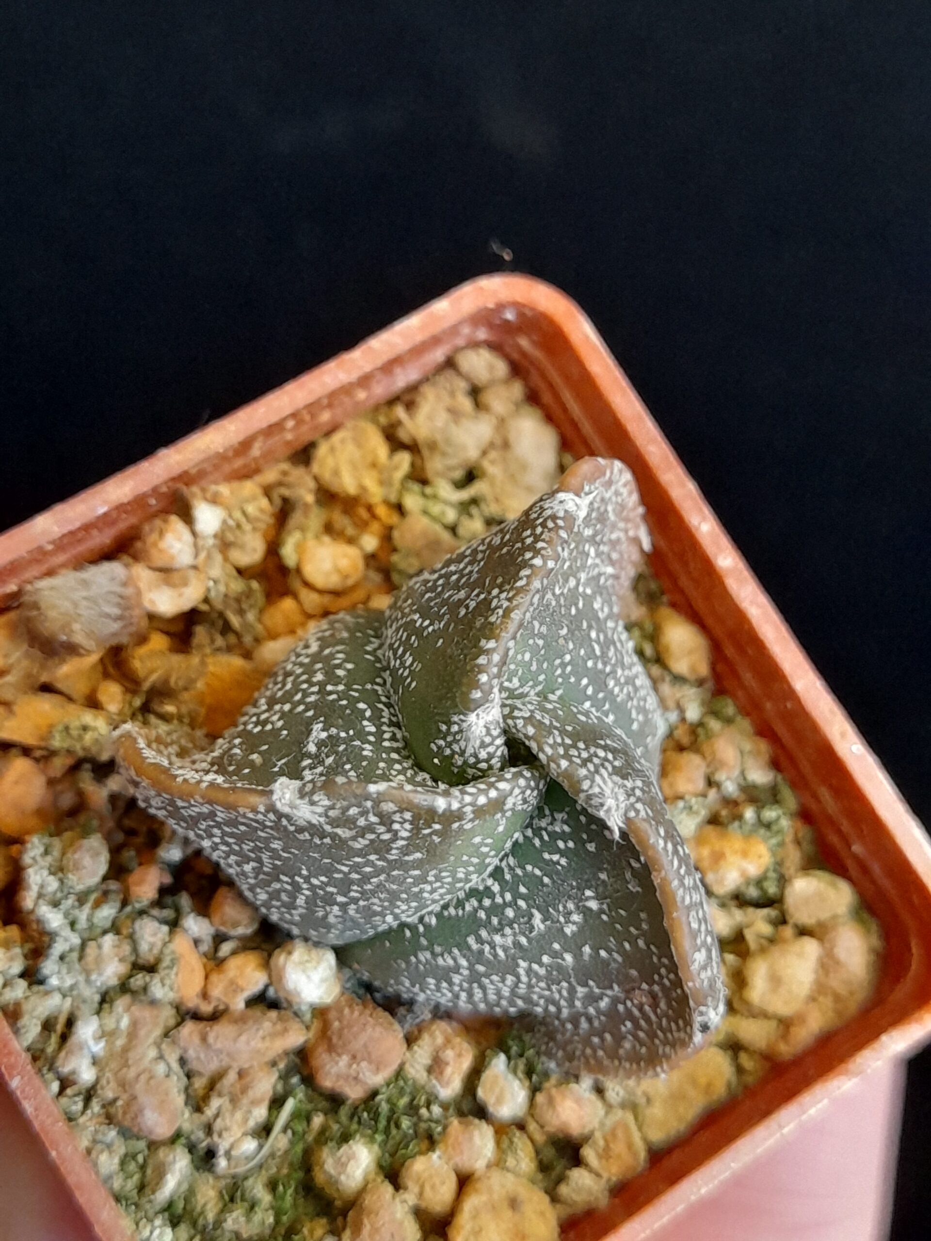 Astrophytum myriostigma seminudum f. tricostatum - Image 7