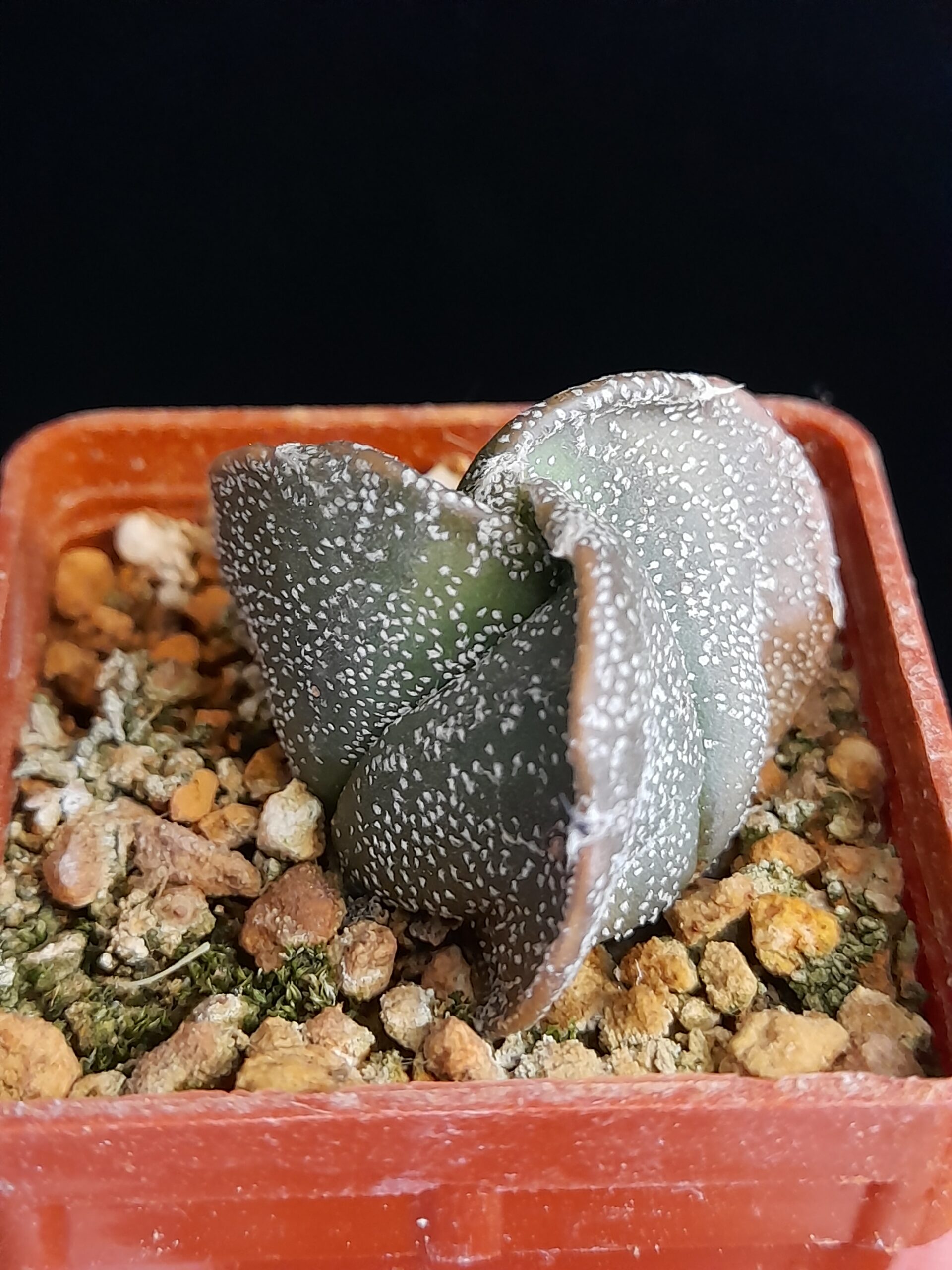 Astrophytum myriostigma seminudum f. tricostatum - Image 2