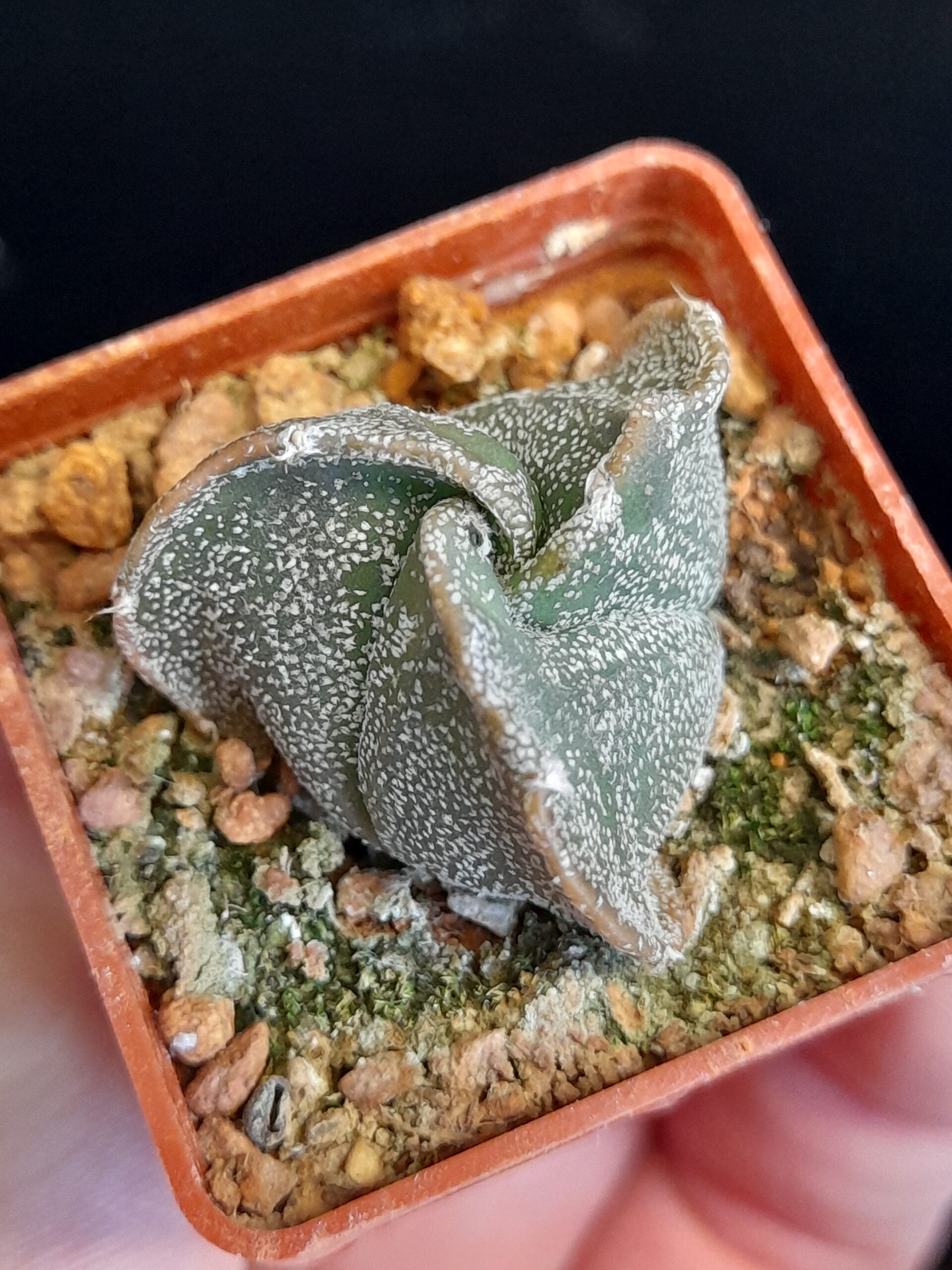 Astrophytum myriostigma seminudum f. tricostatum - Image 3