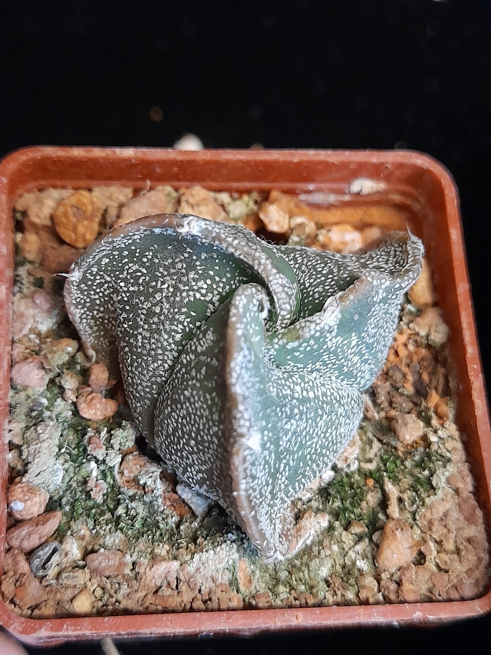 Astrophytum myriostigma seminudum f. tricostatum - Image 4