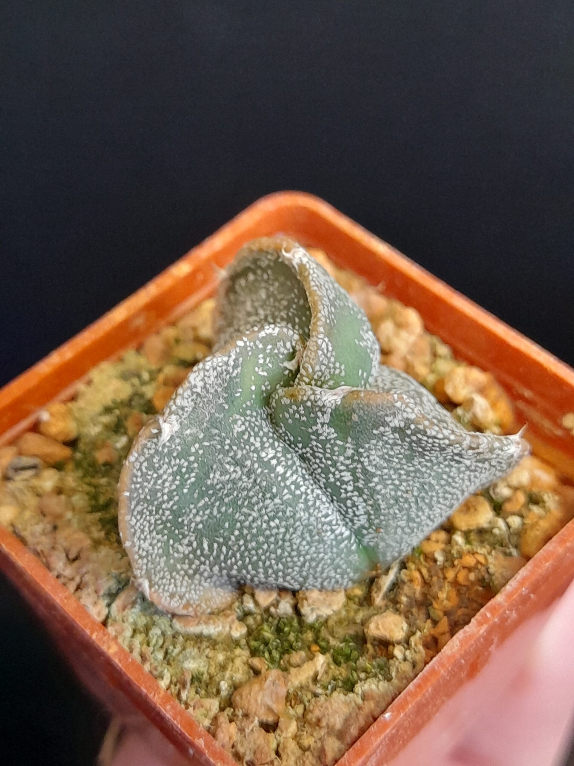 Astrophytum myriostigma seminudum f. tricostatum - Image 5