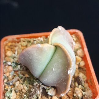 Astrophytum myriostigma nudum f. tricostatum