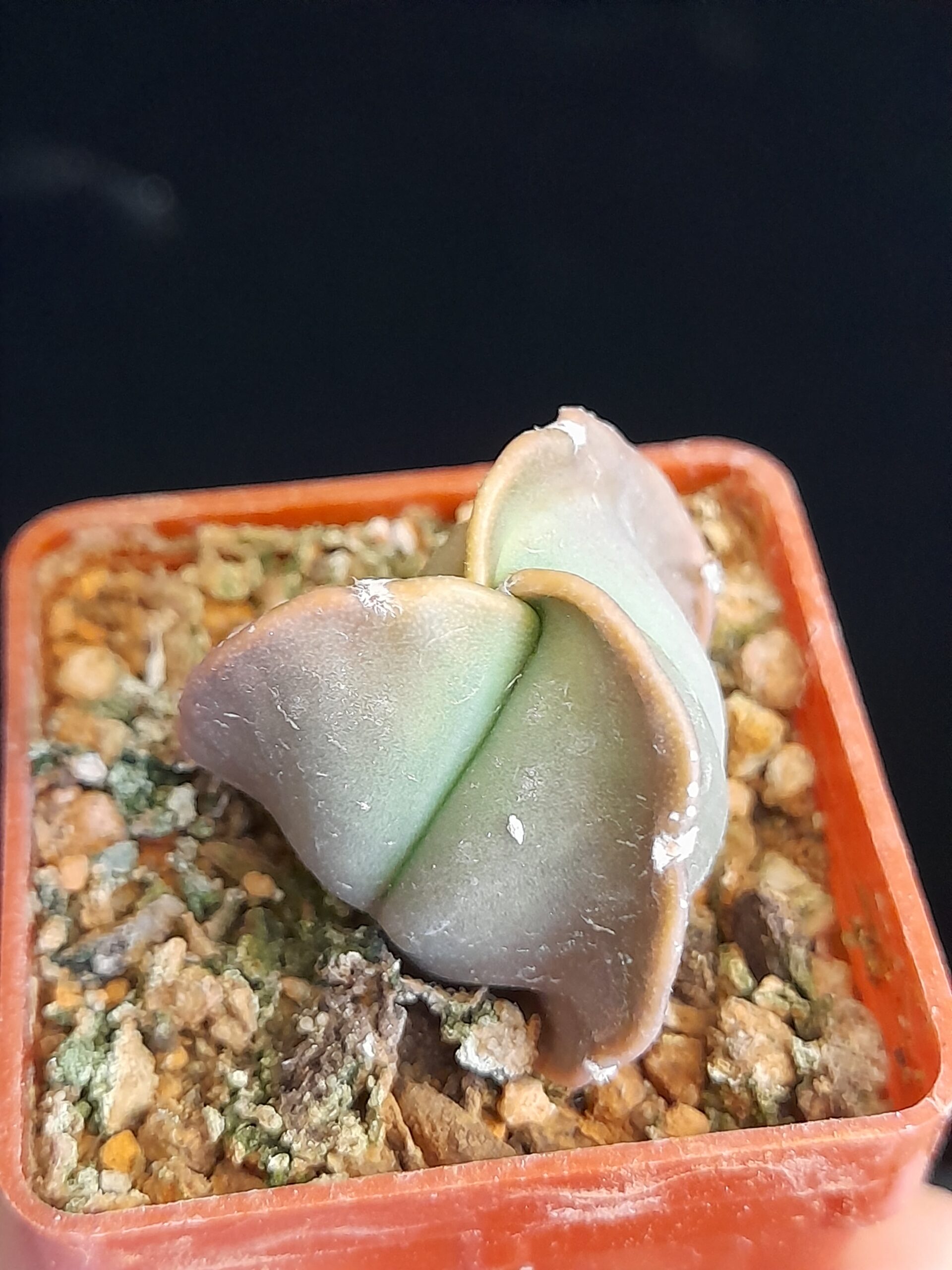 Astrophytum myriostigma nudum f. tricostatum