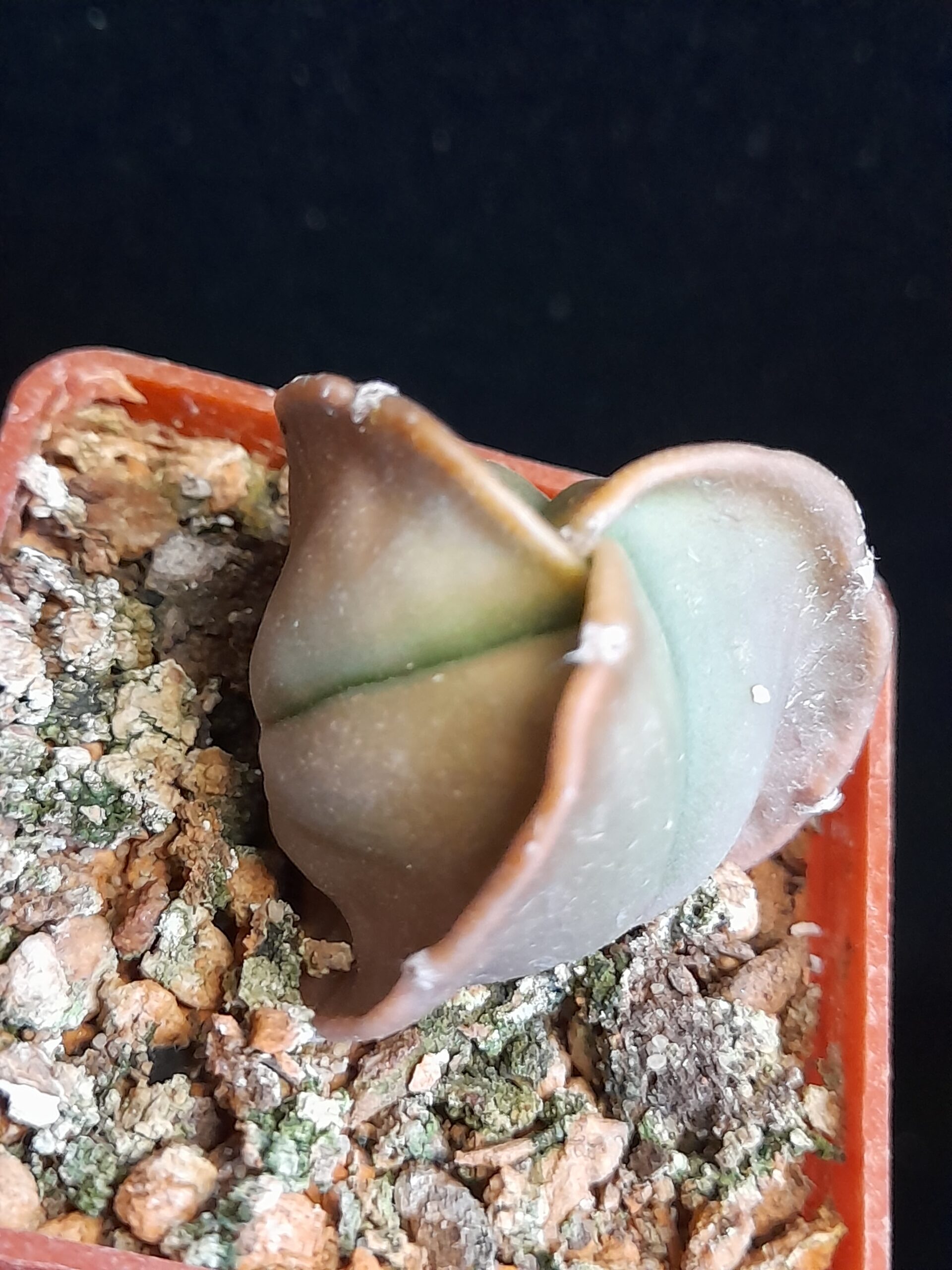 Astrophytum myriostigma nudum f. tricostatum - Image 3