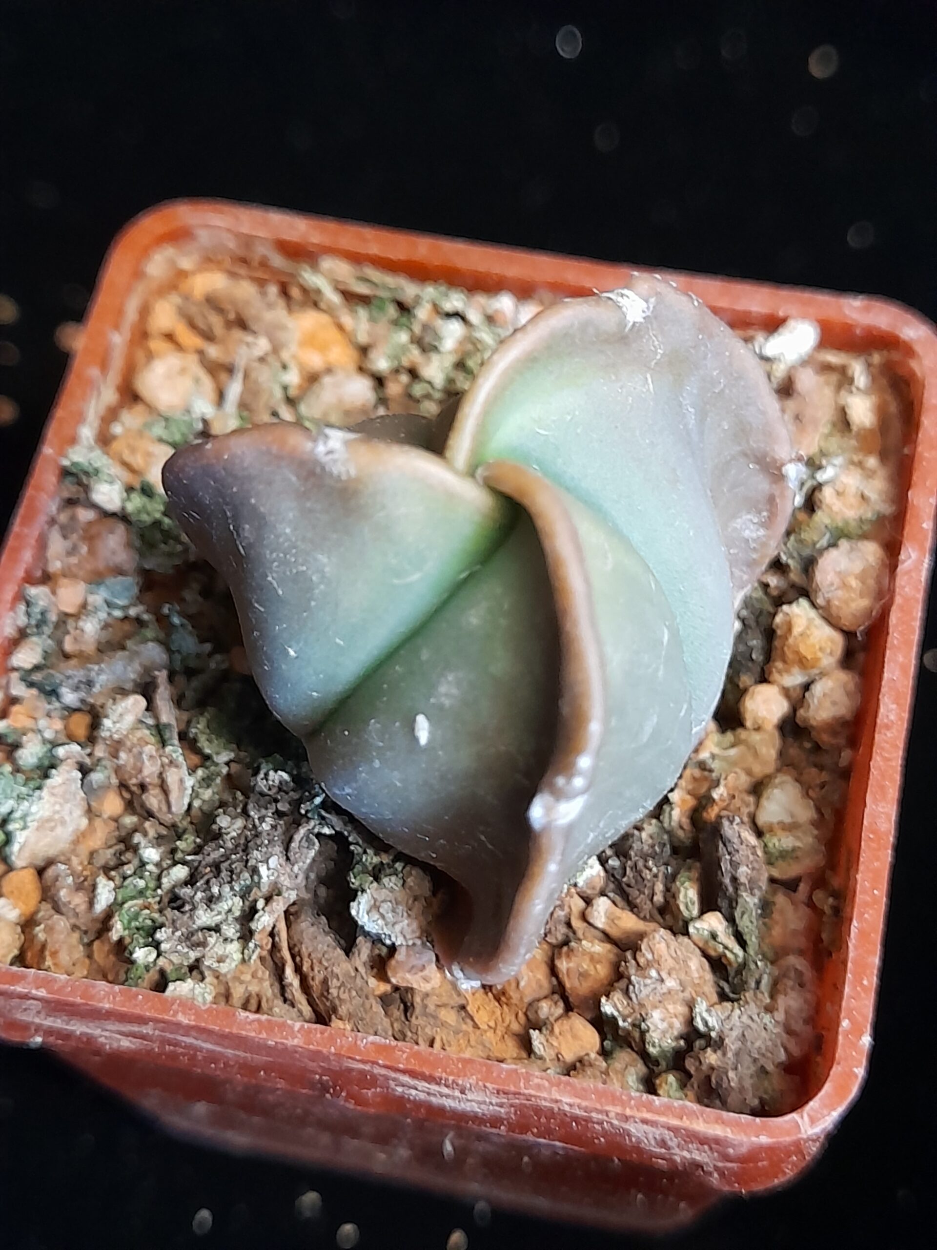 Astrophytum myriostigma nudum f. tricostatum - Image 4